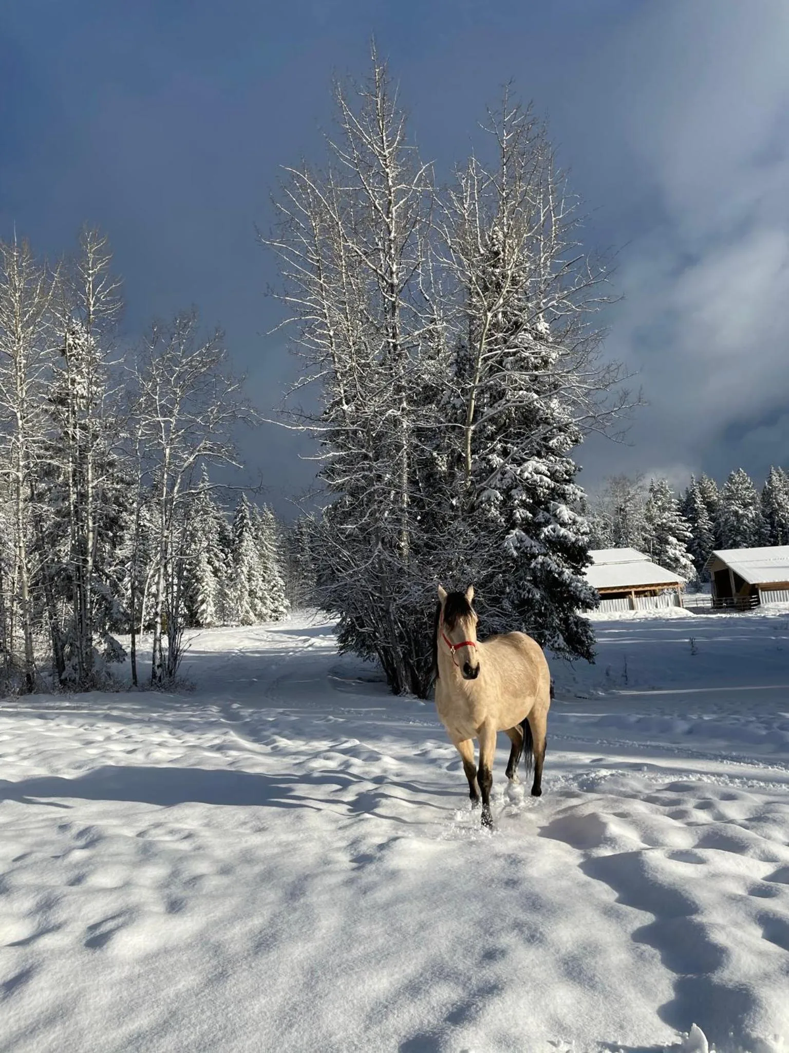 Montana Hill Guest Ranch