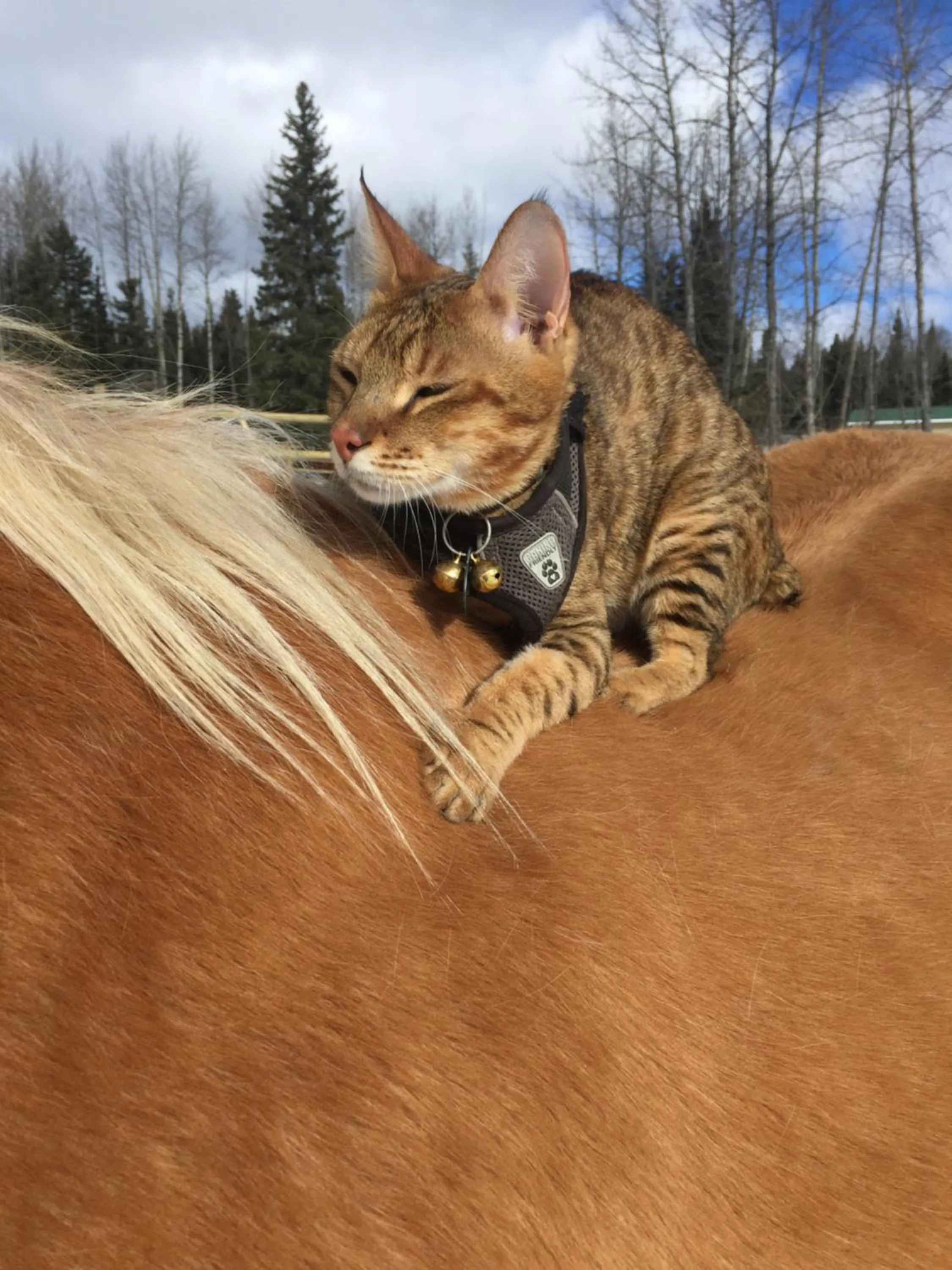 Pets in Montana Hill Guest Ranch