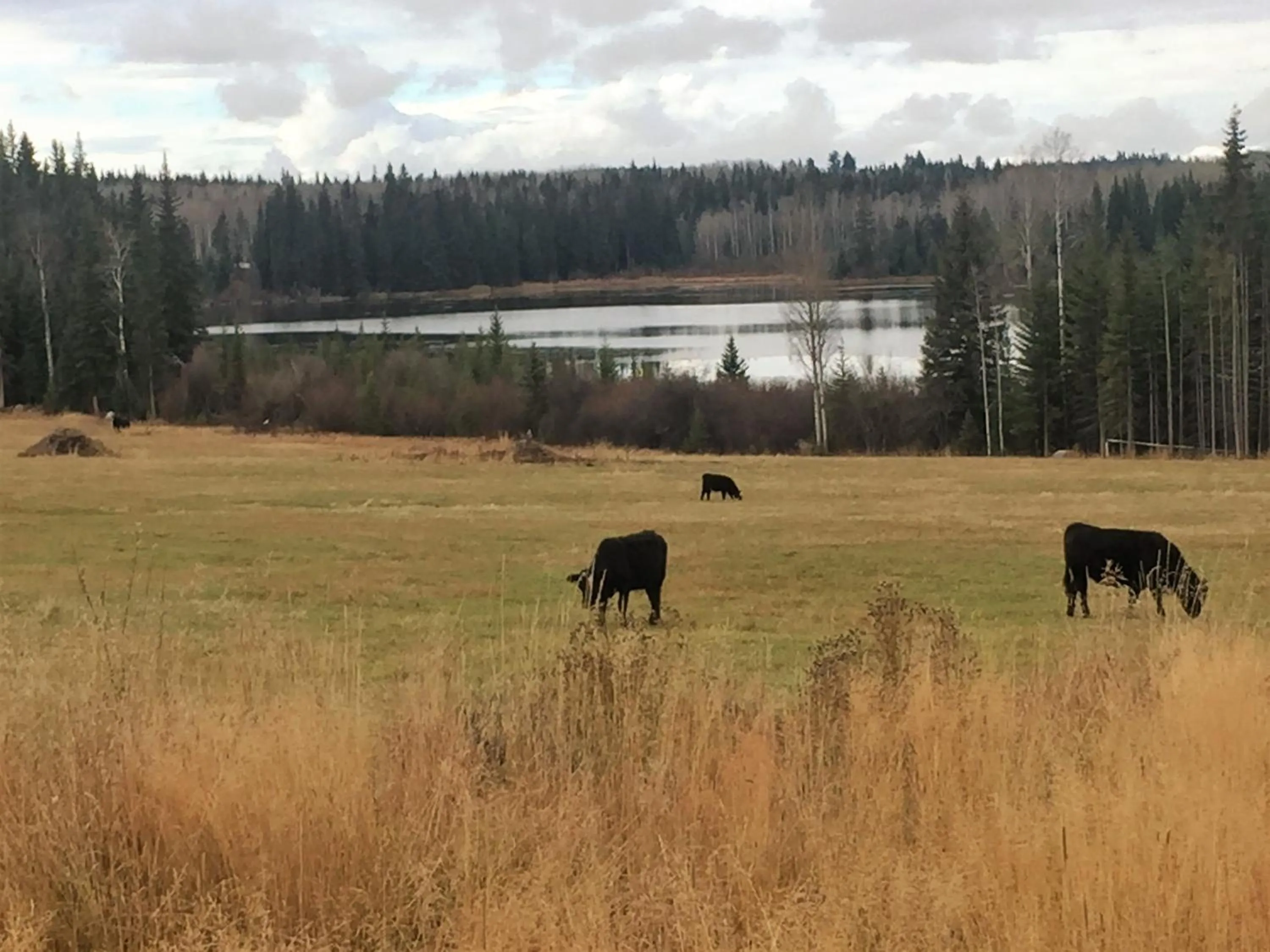 Animals in Montana Hill Guest Ranch