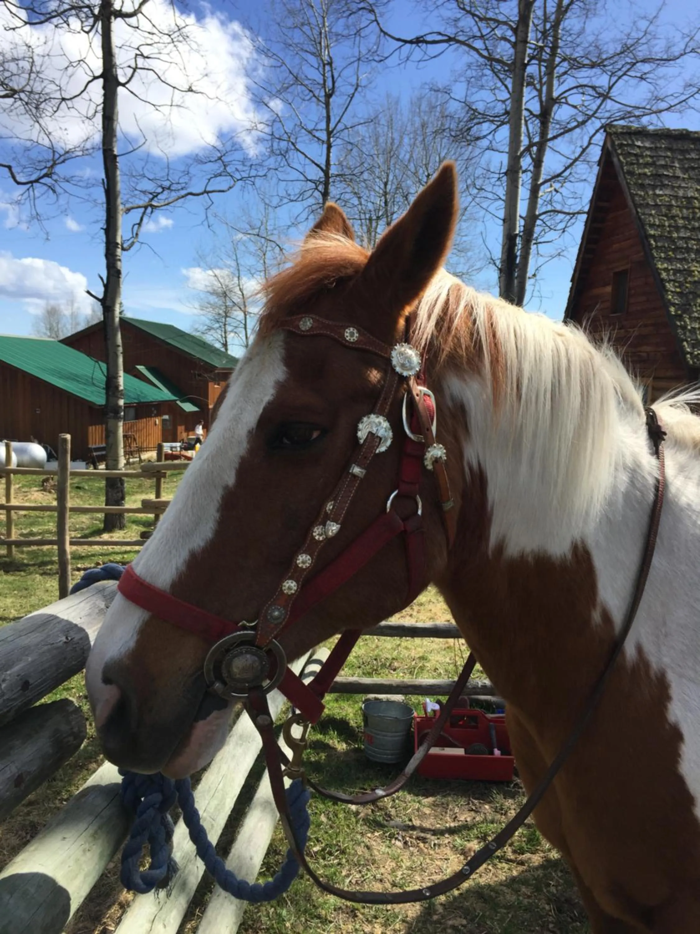 Animals in Montana Hill Guest Ranch
