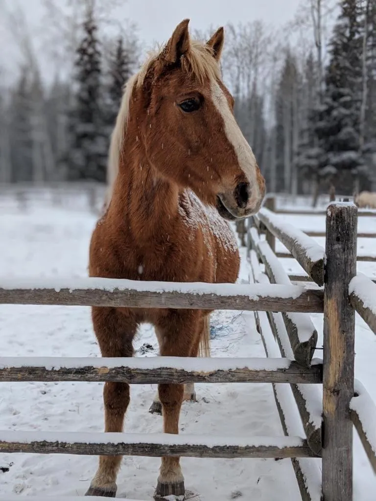 Montana Hill Guest Ranch