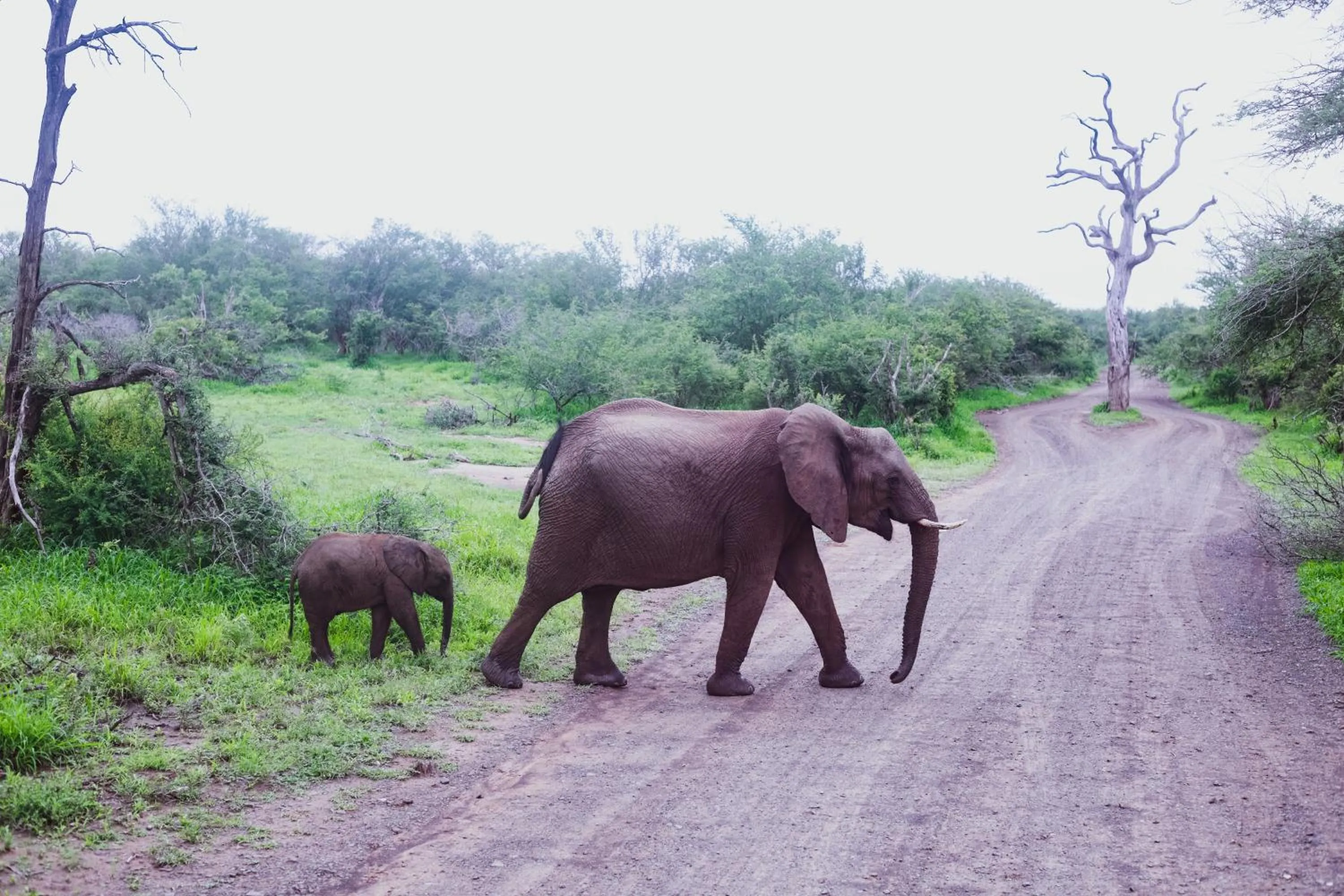 Activities in Imbube Safari Lodge