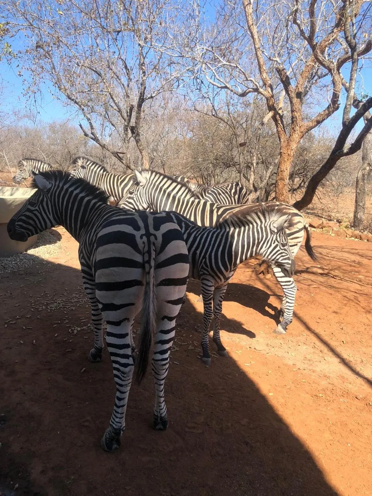 Animals in Imbube Safari Lodge