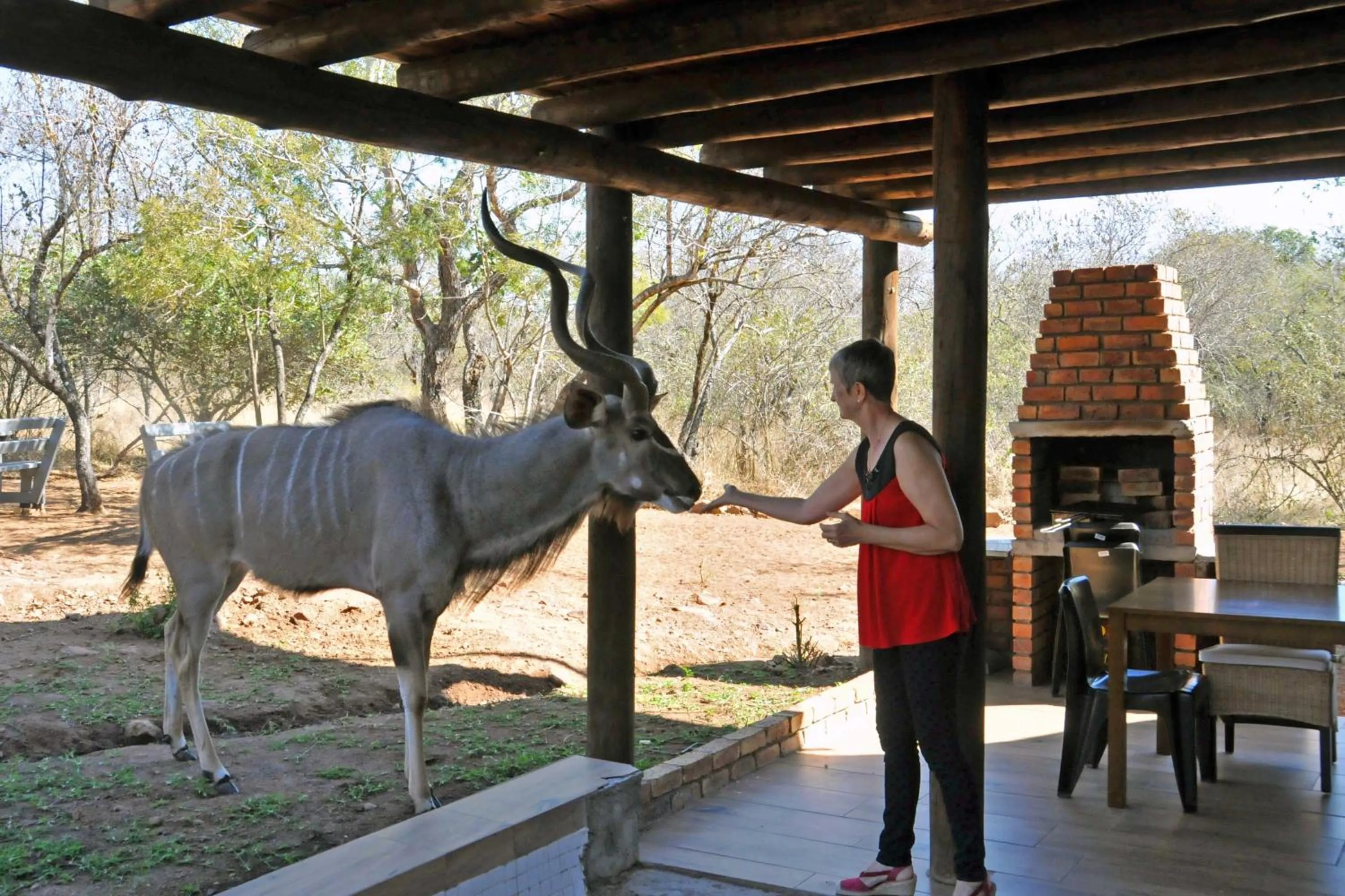 Animals in Imbube Safari Lodge