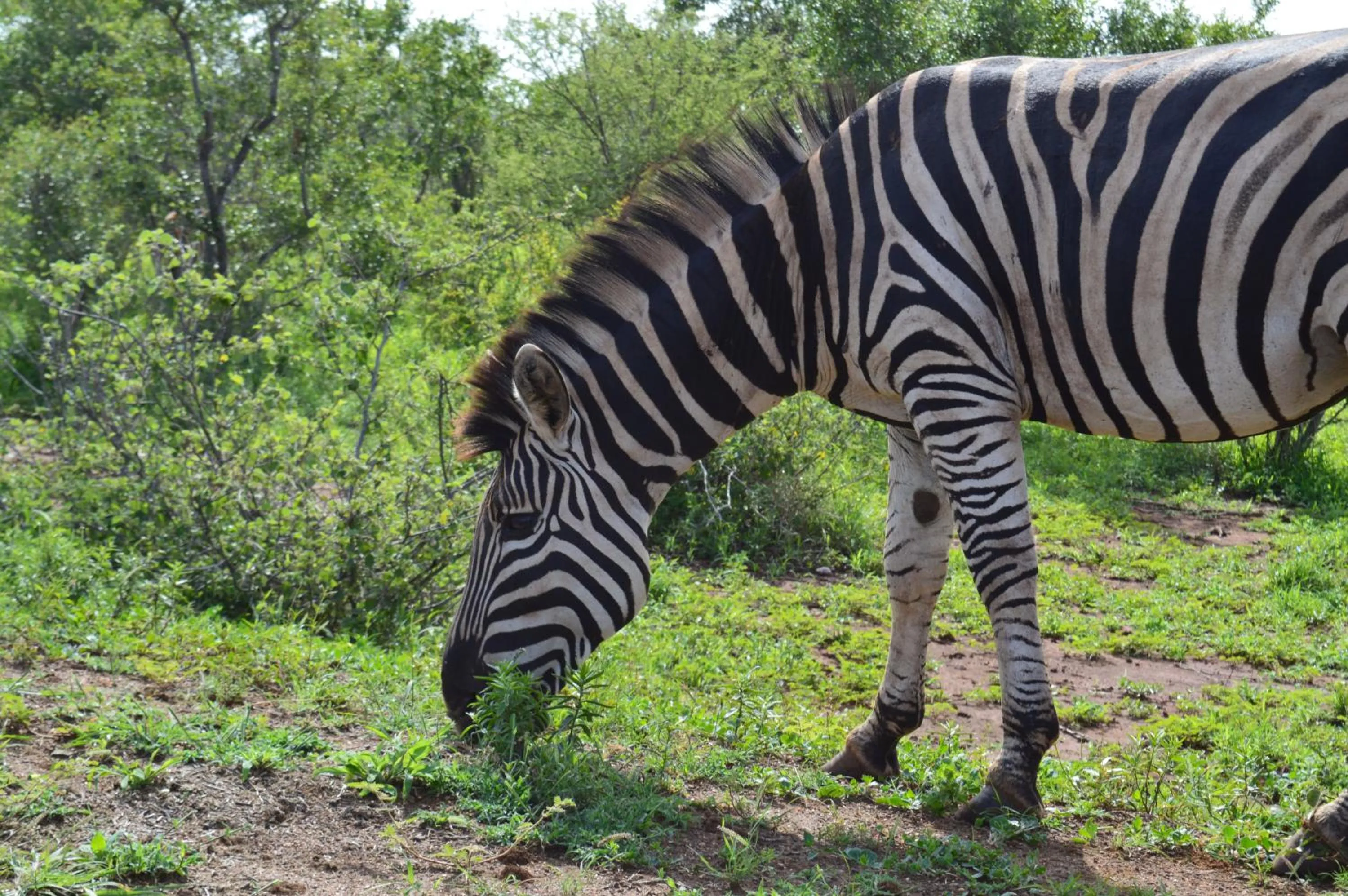 Animals in Imbube Safari Lodge
