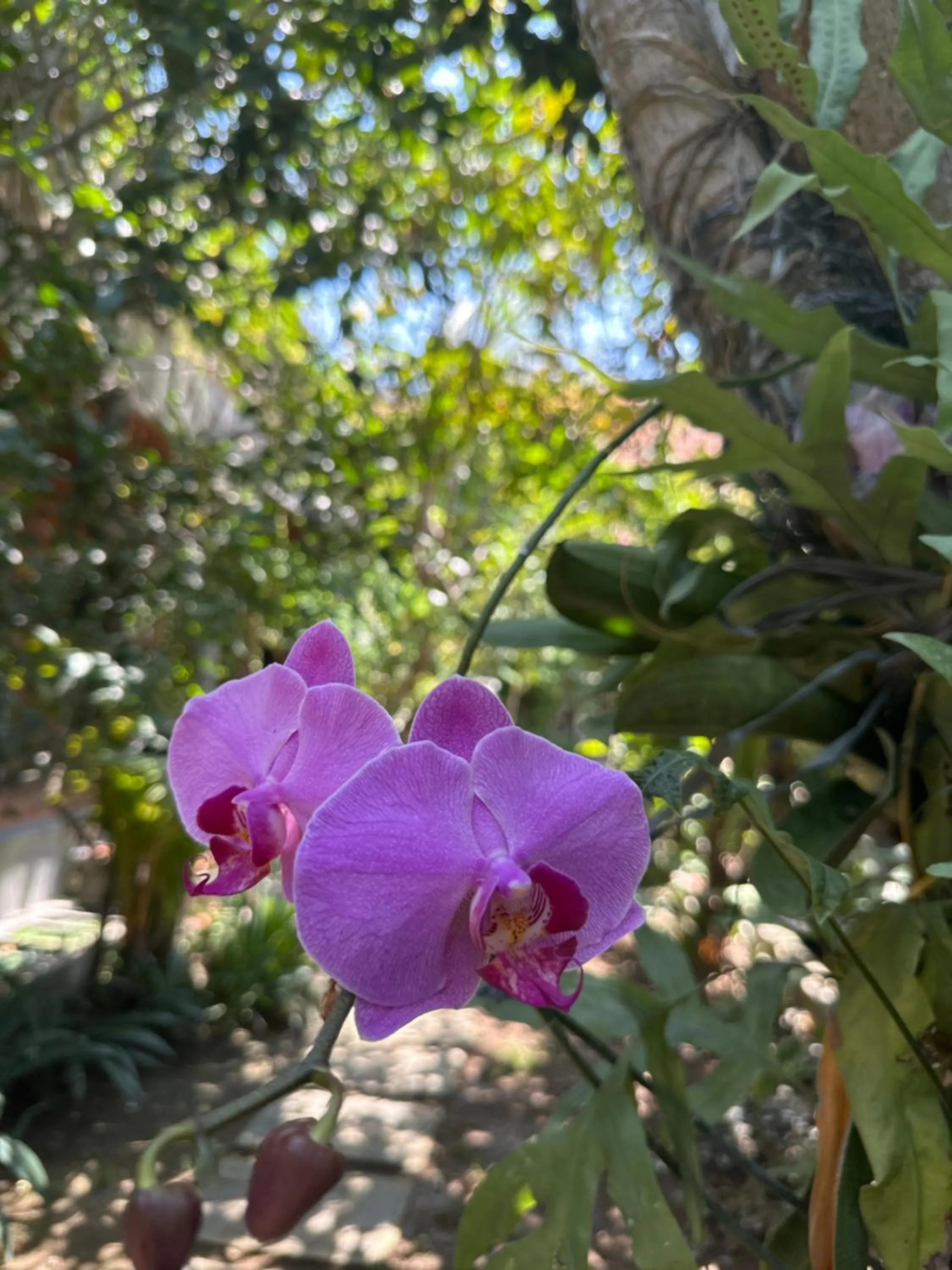 Day in Diuma residence yoga meditation retreat and healing Center