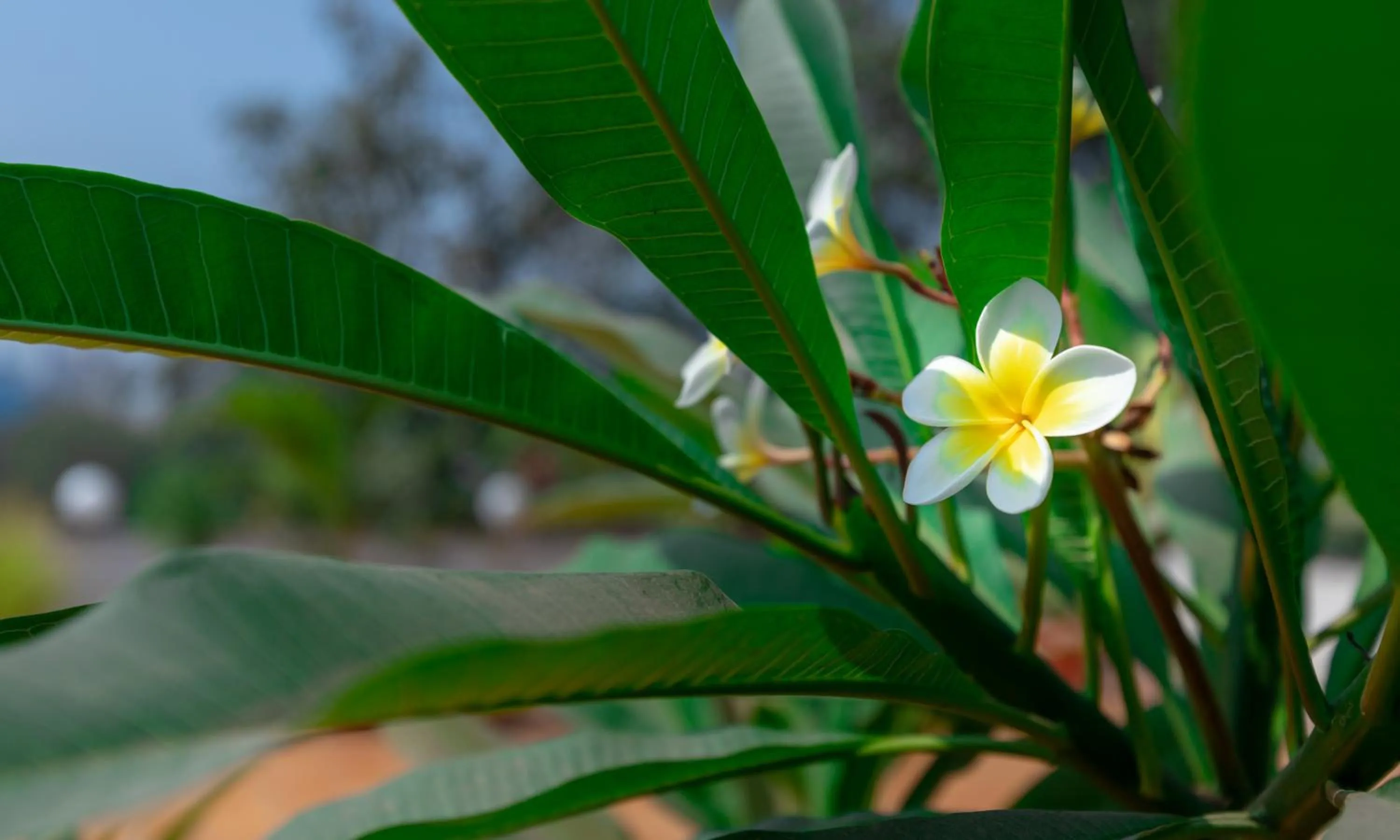 Balcony/Terrace in Hotel Parklane