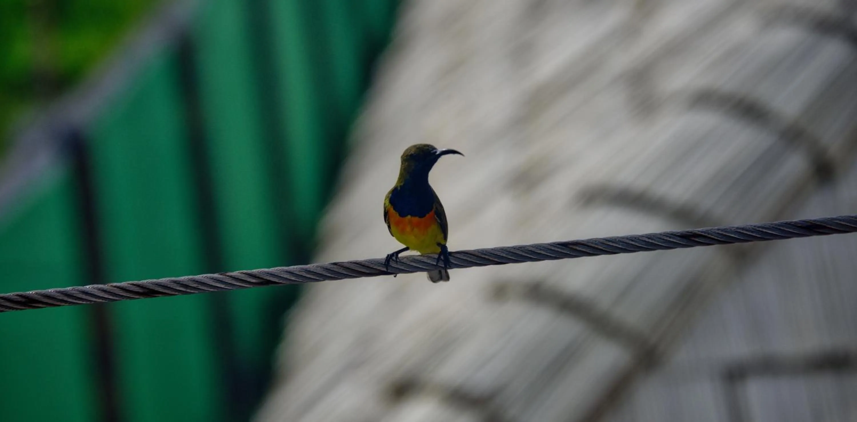 Animals in The Nest El Nido Beach Resort