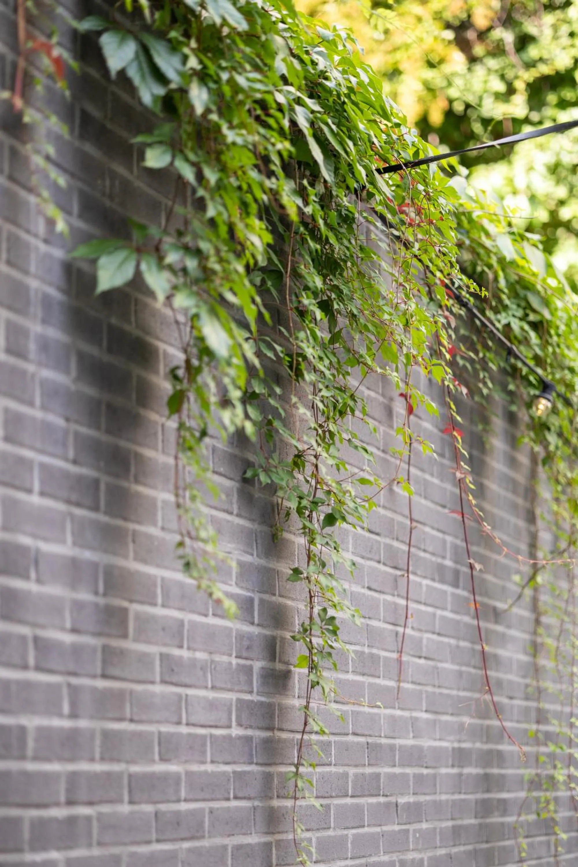 Garden in Holiday Inn Express Mechelen City Centre by IHG