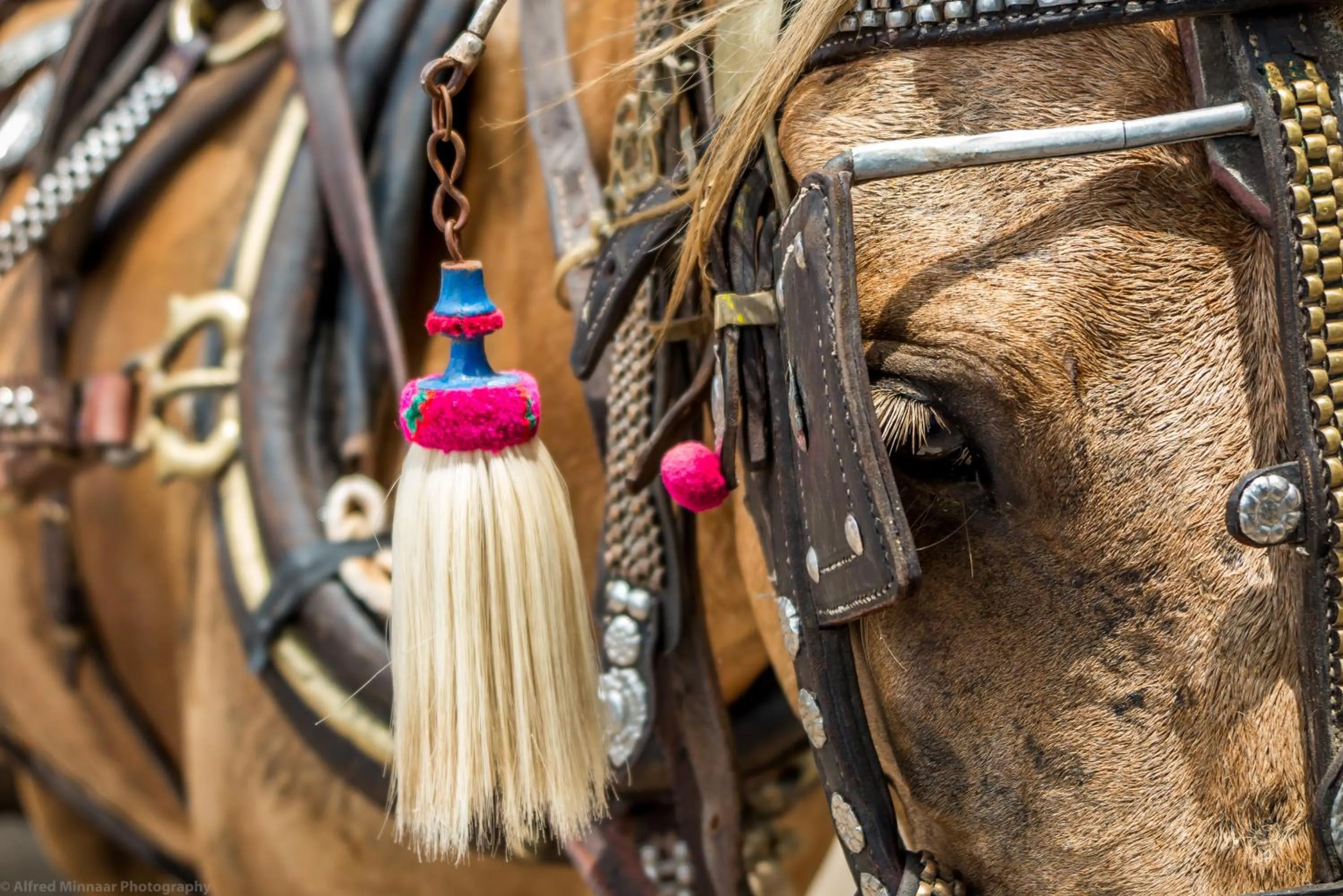 Activities in Blue Marlin Dive Resort Trawangan