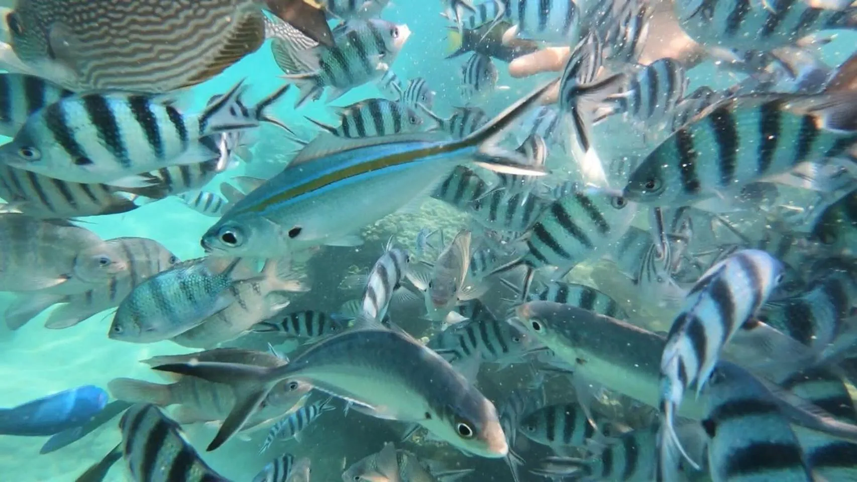 Snorkeling in Baan Chan Lay Koh Chang