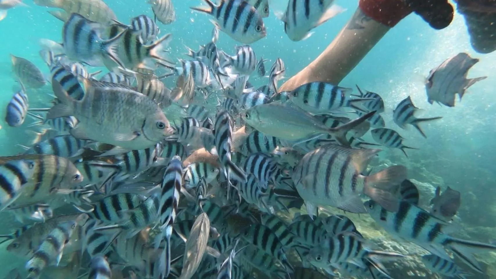 Snorkeling in Baan Chan Lay Koh Chang