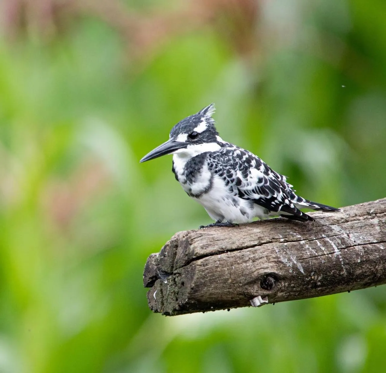 Restaurant/places to eat in Lake Bunyonyi Rock Resort