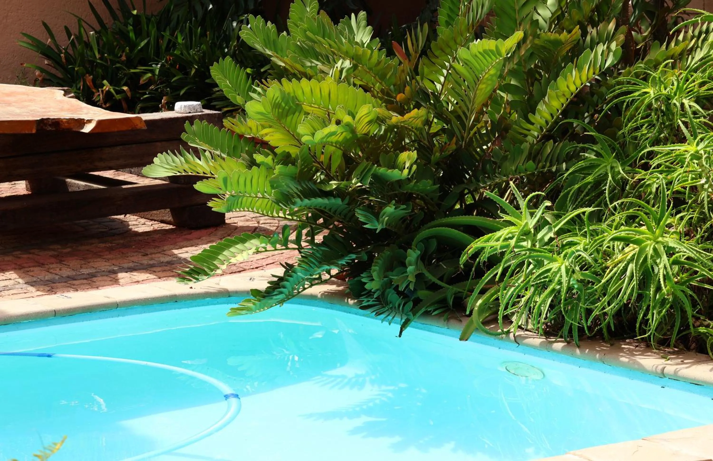 Swimming pool in The Leopard Tree