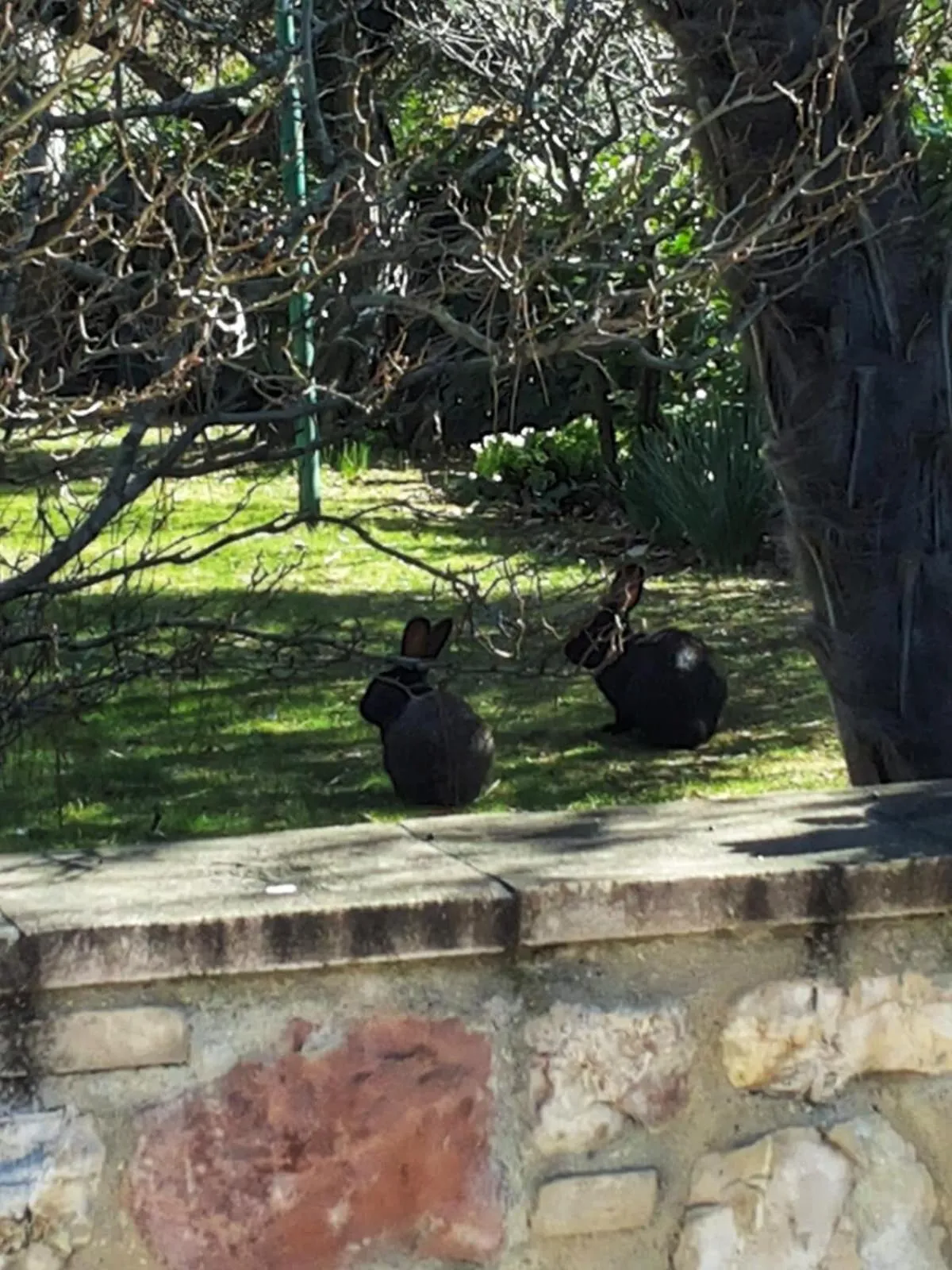 Garden in Hotel Villa Elda