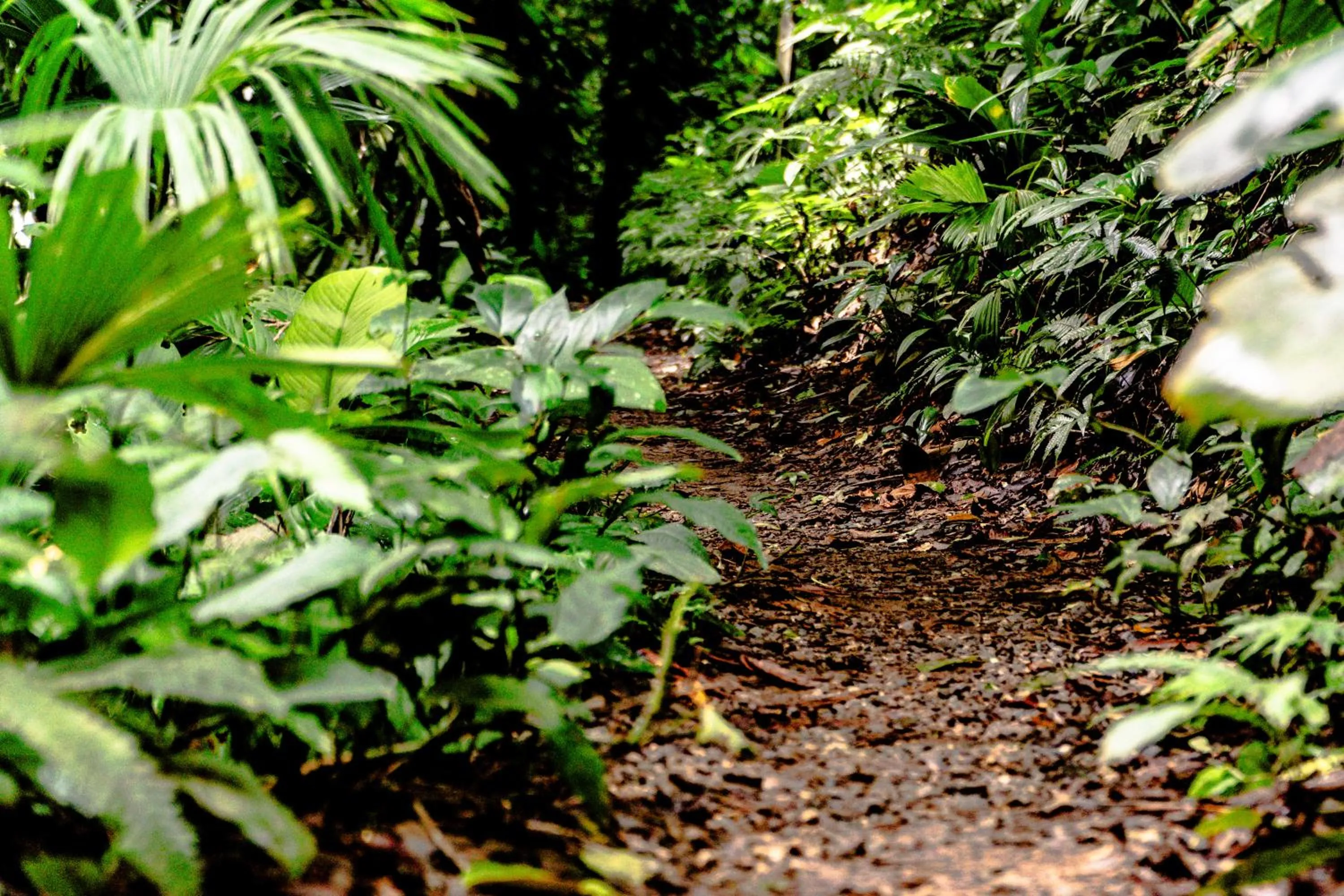 Natural landscape in Selina Red Frog