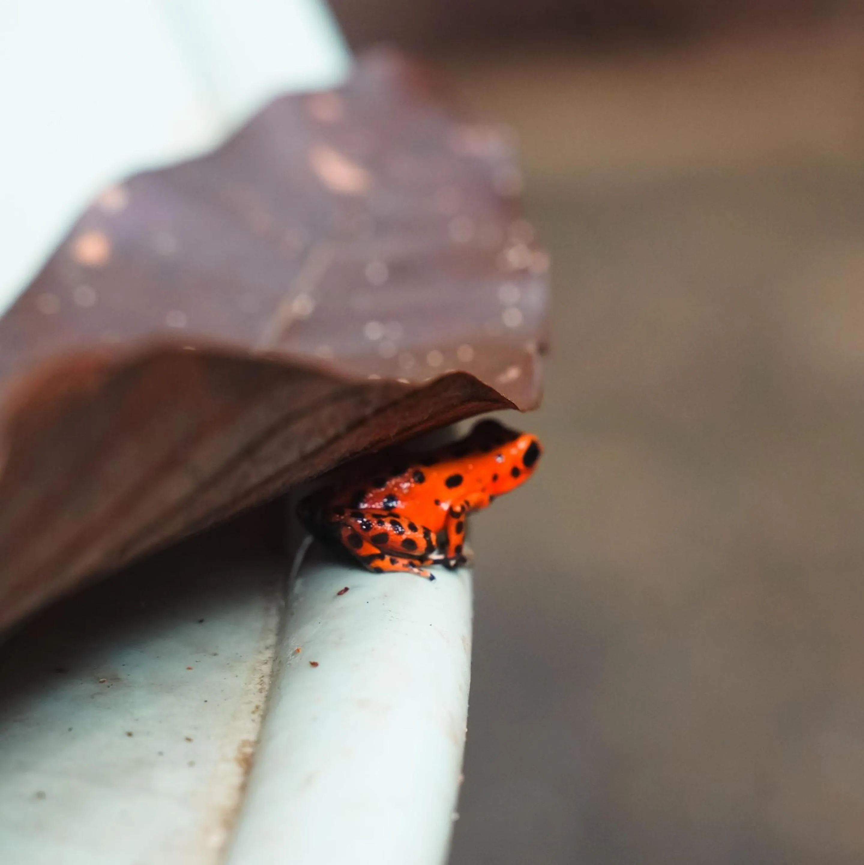 Animals in Selina Red Frog