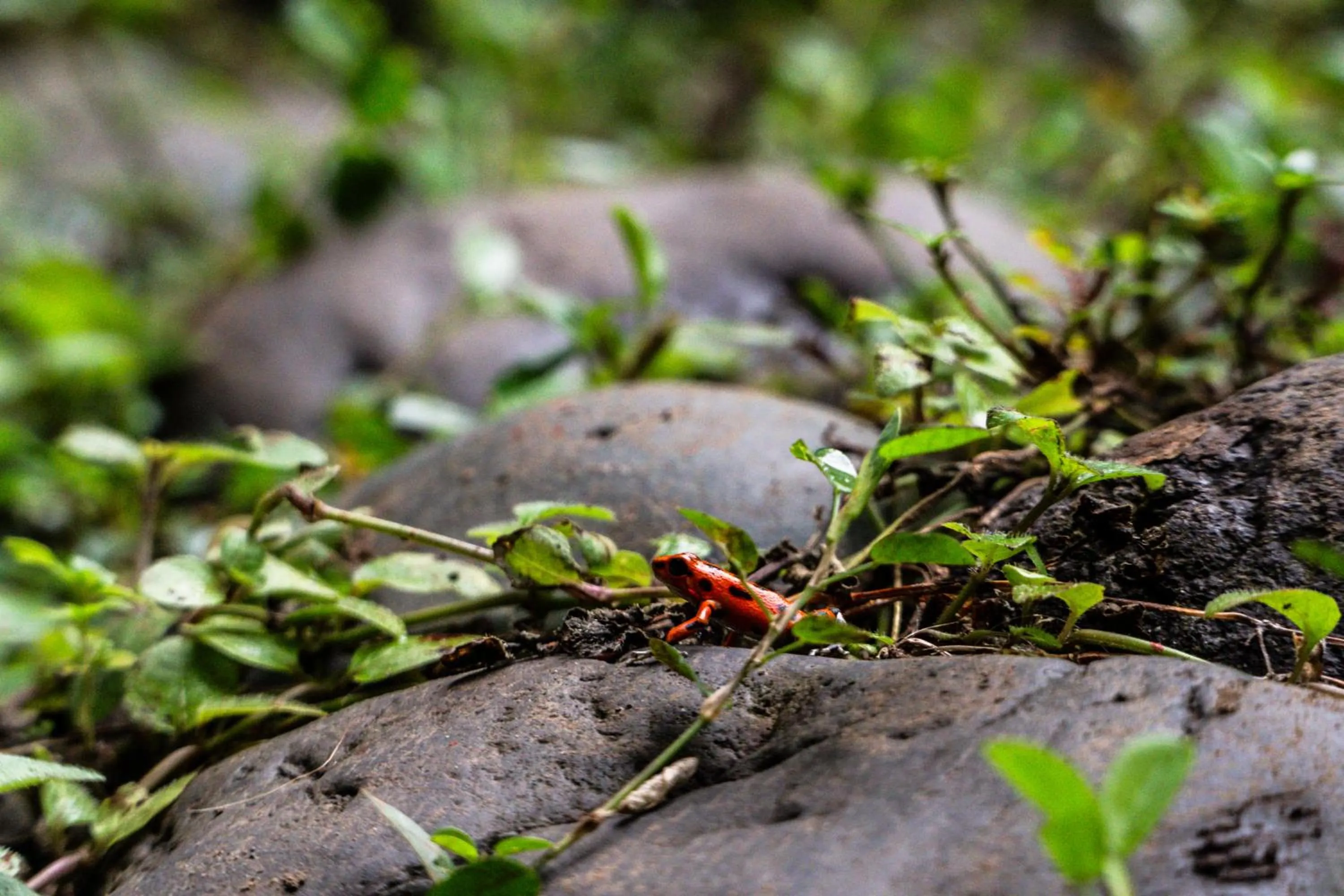 Natural landscape in Selina Red Frog