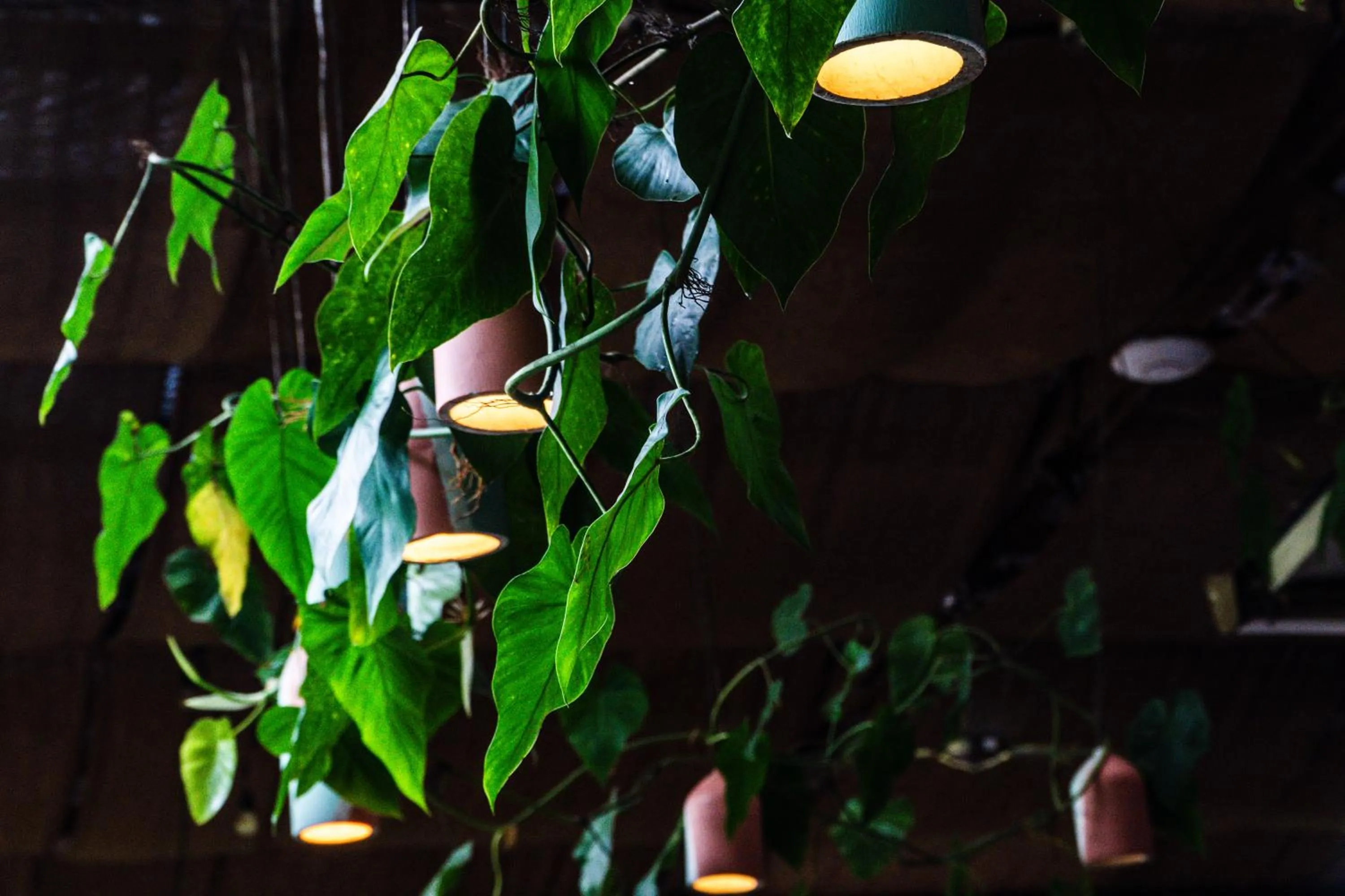 Natural landscape in Selina Red Frog