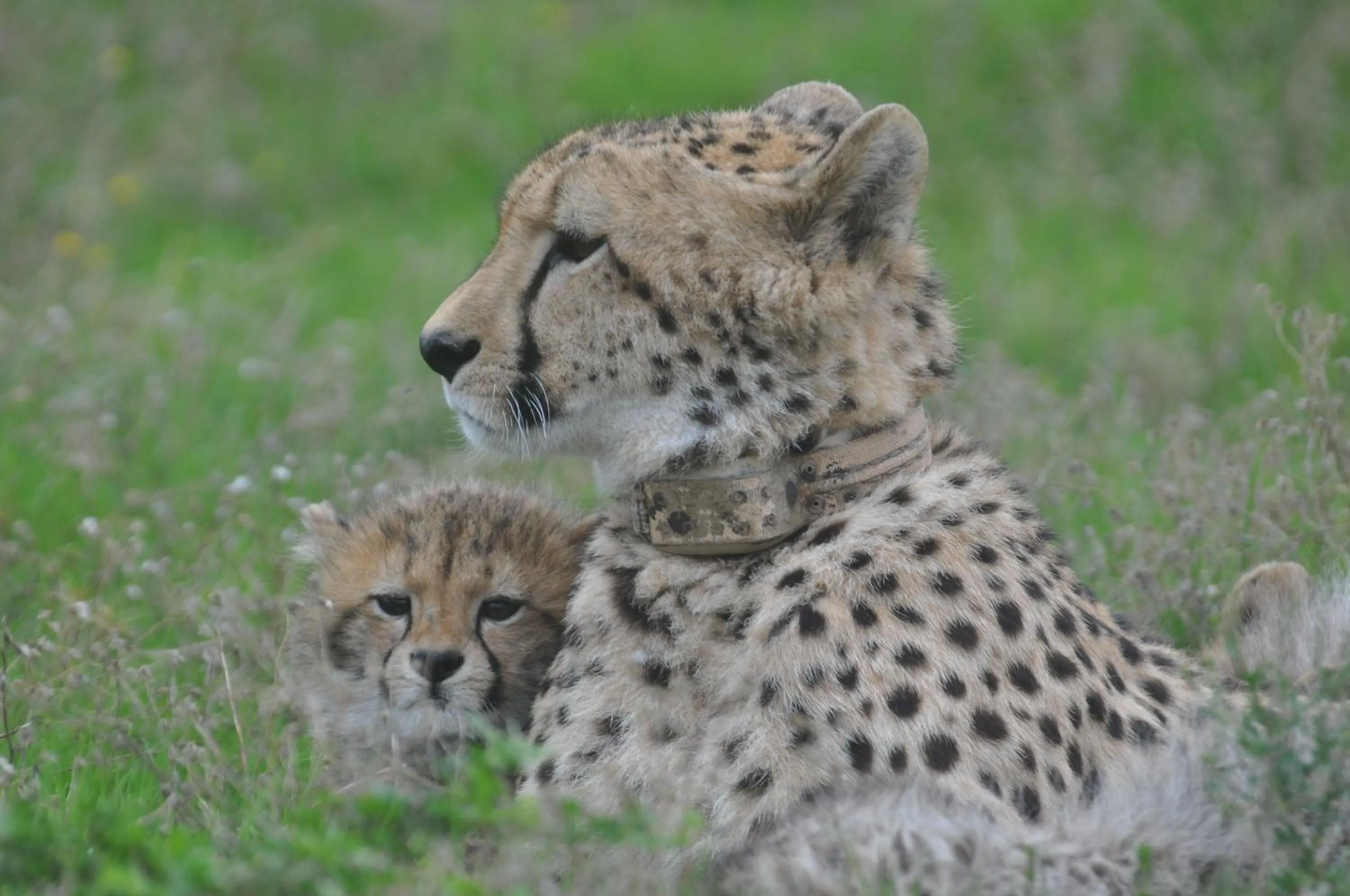 Hopewell Private Game Reserve