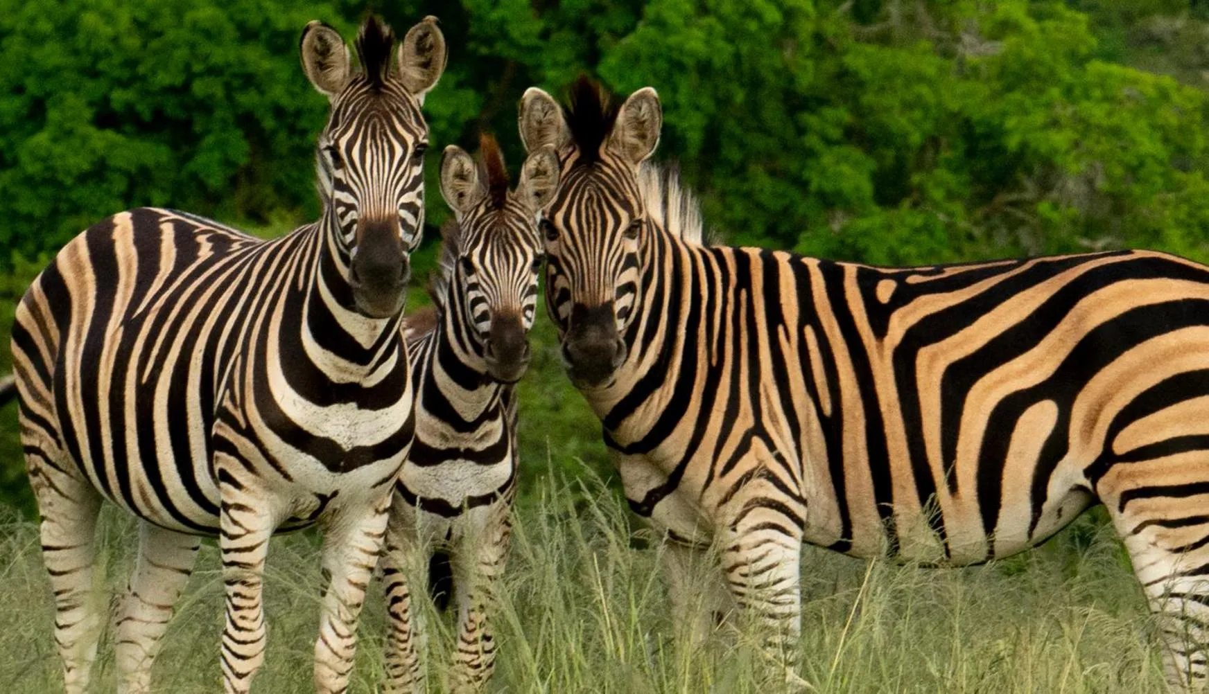 Hopewell Private Game Reserve