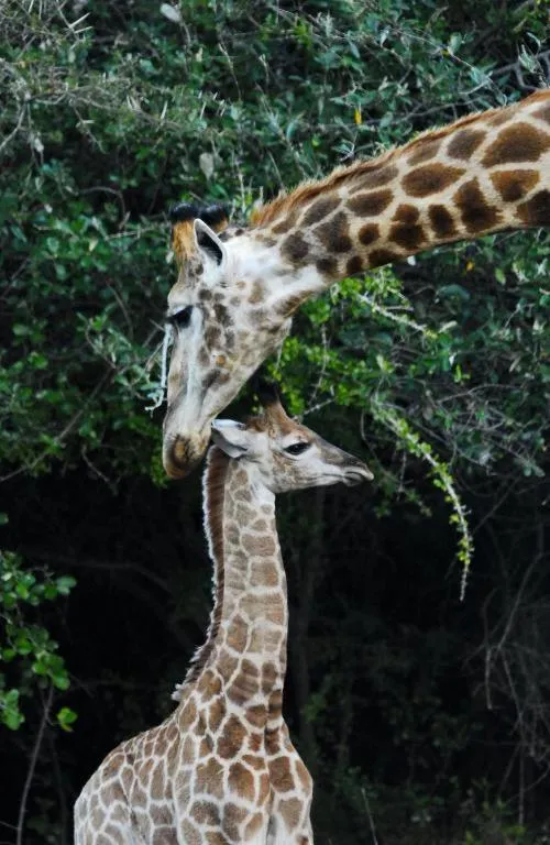 Hopewell Private Game Reserve