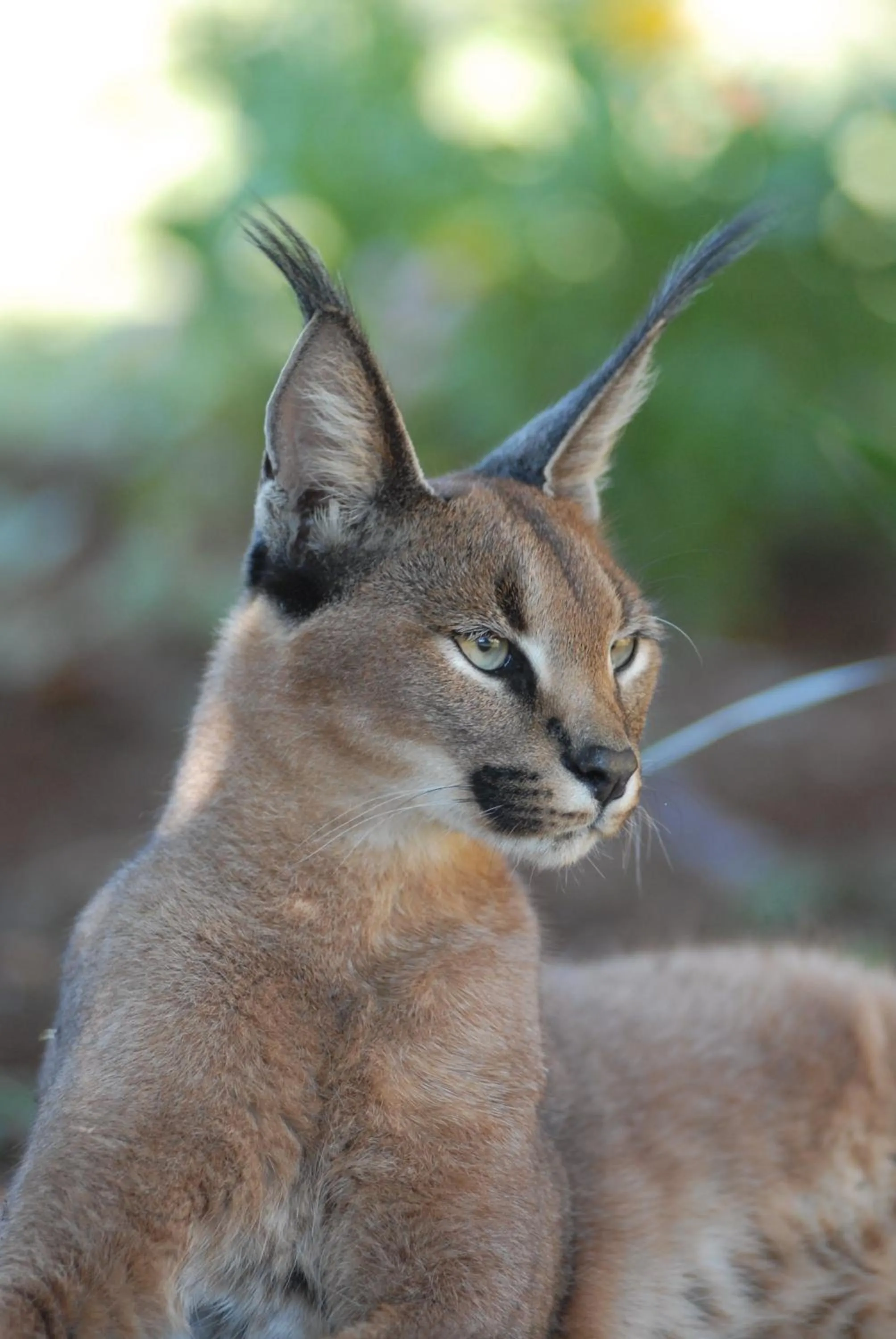 Animals in Hopewell Private Game Reserve
