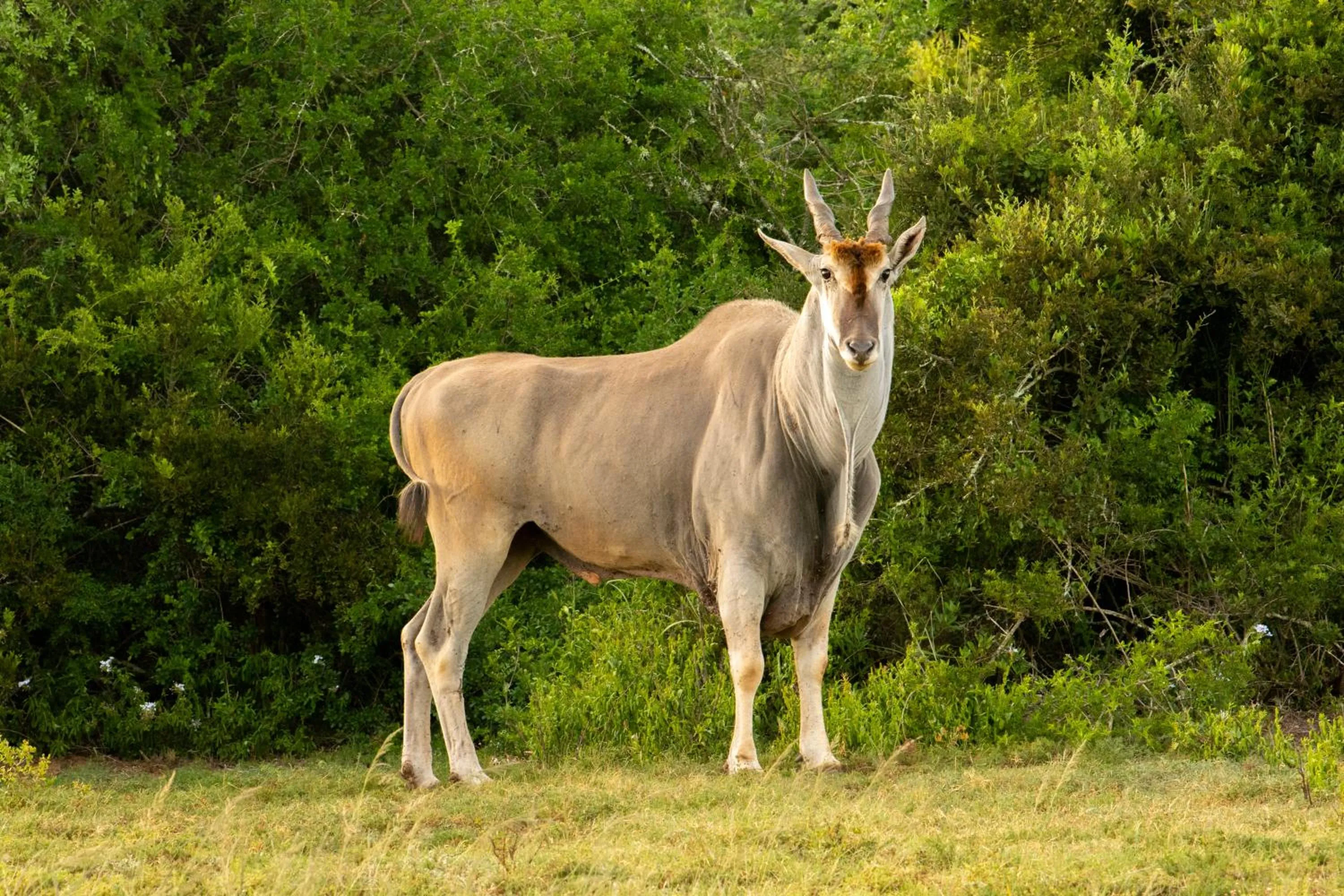 Hopewell Private Game Reserve