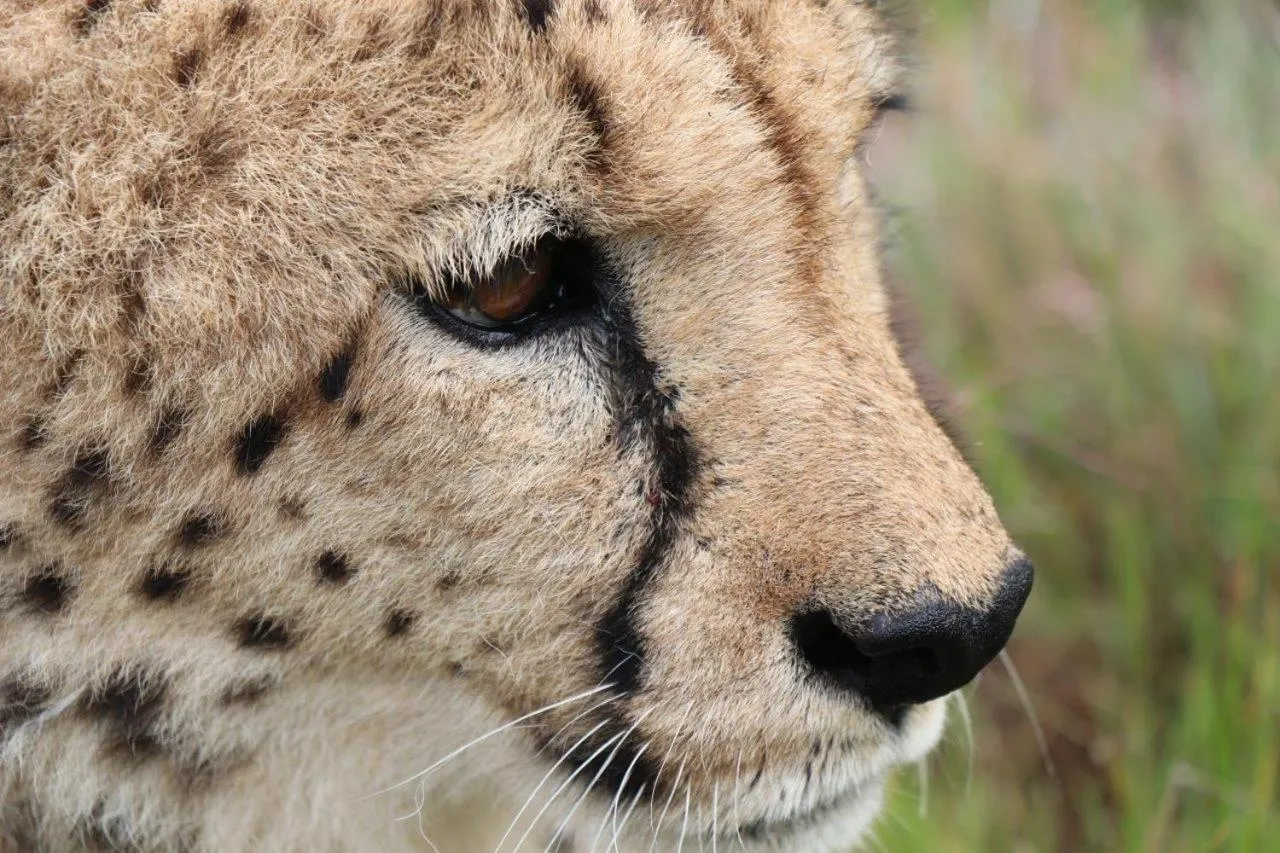 Hopewell Private Game Reserve