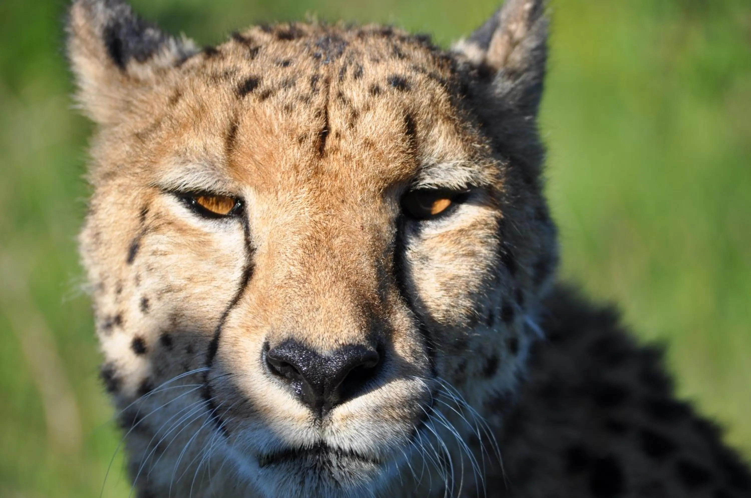 Animals in Hopewell Private Game Reserve