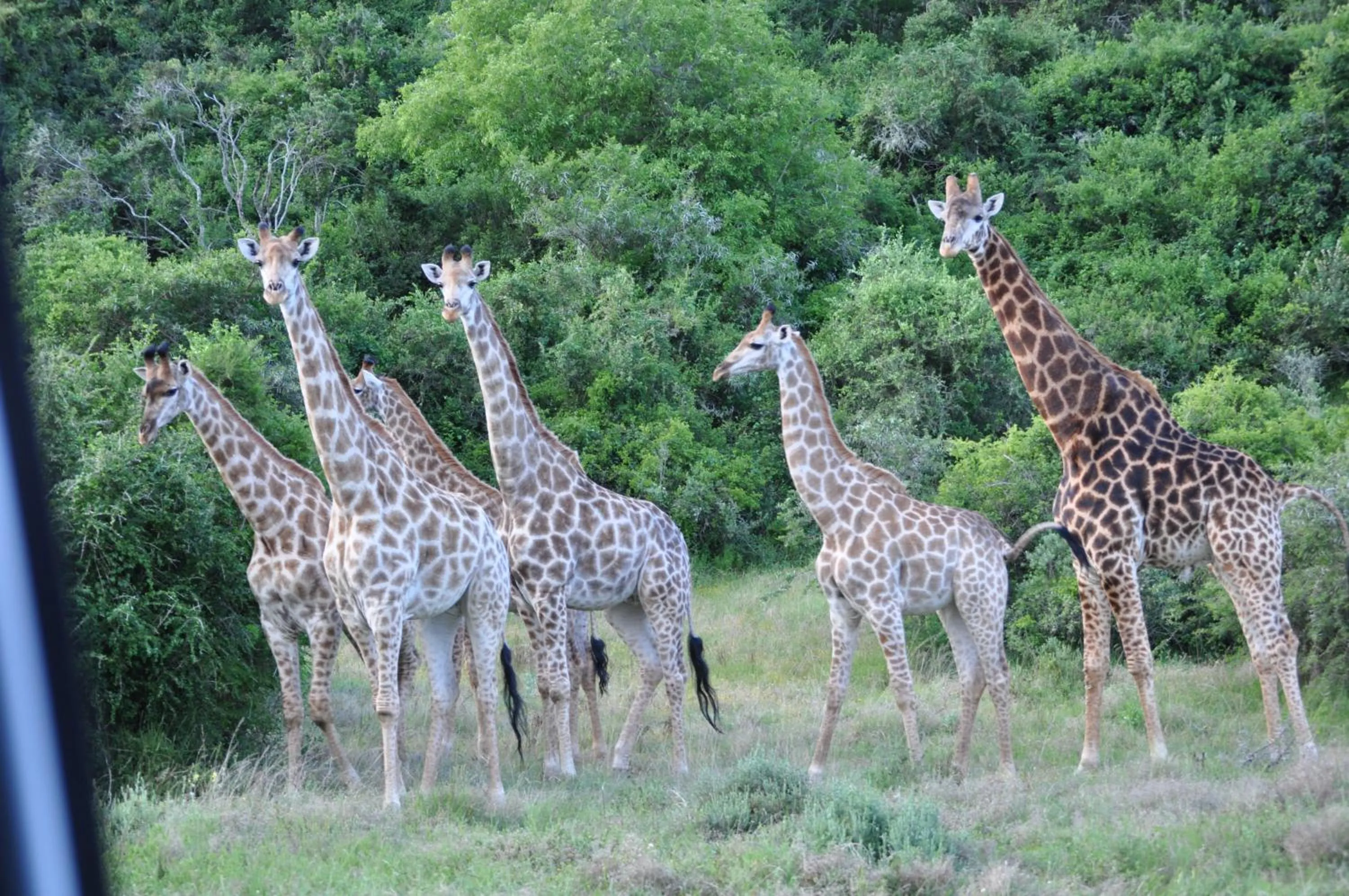 Animals in Hopewell Private Game Reserve