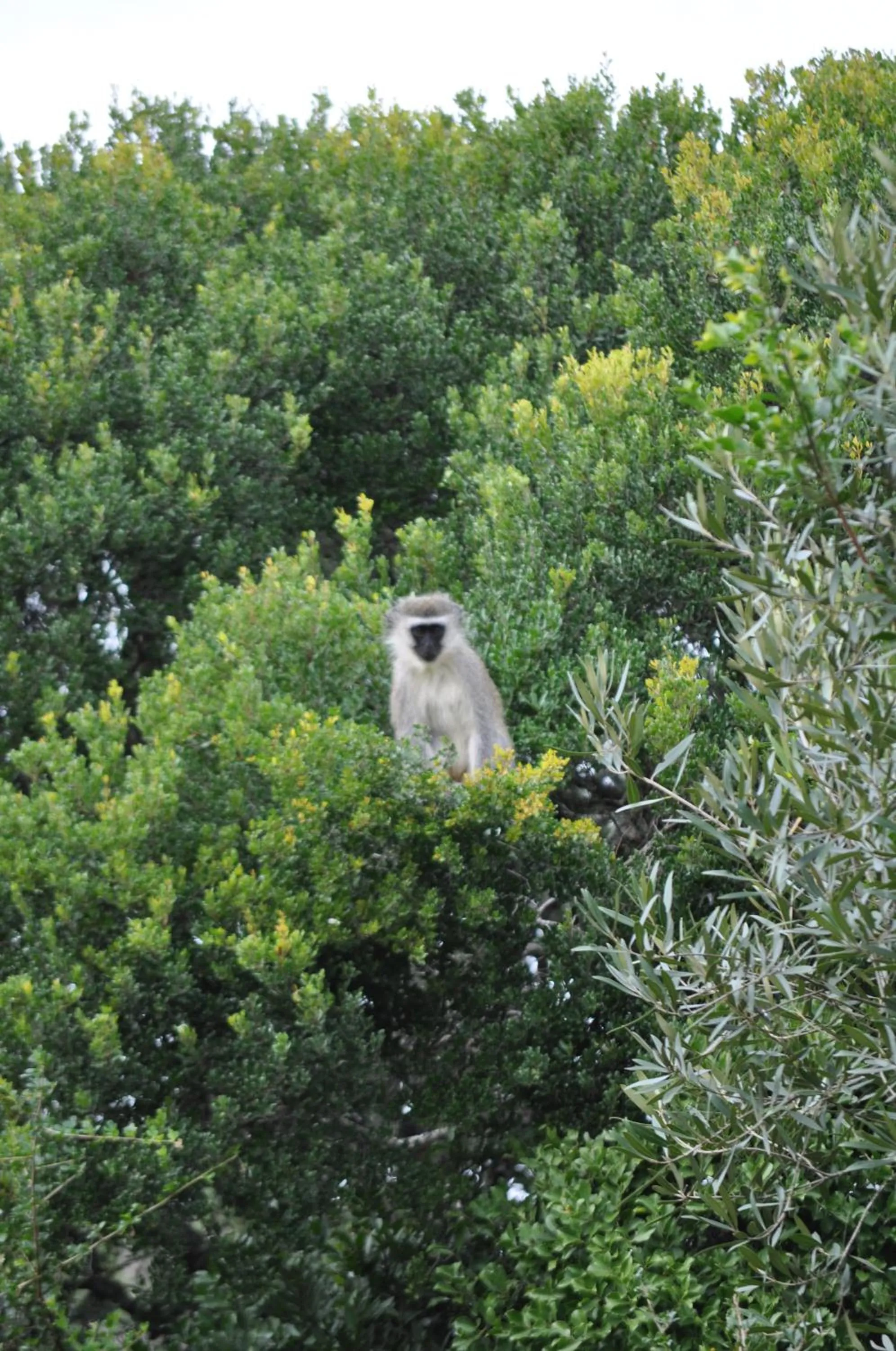Animals in Hopewell Private Game Reserve
