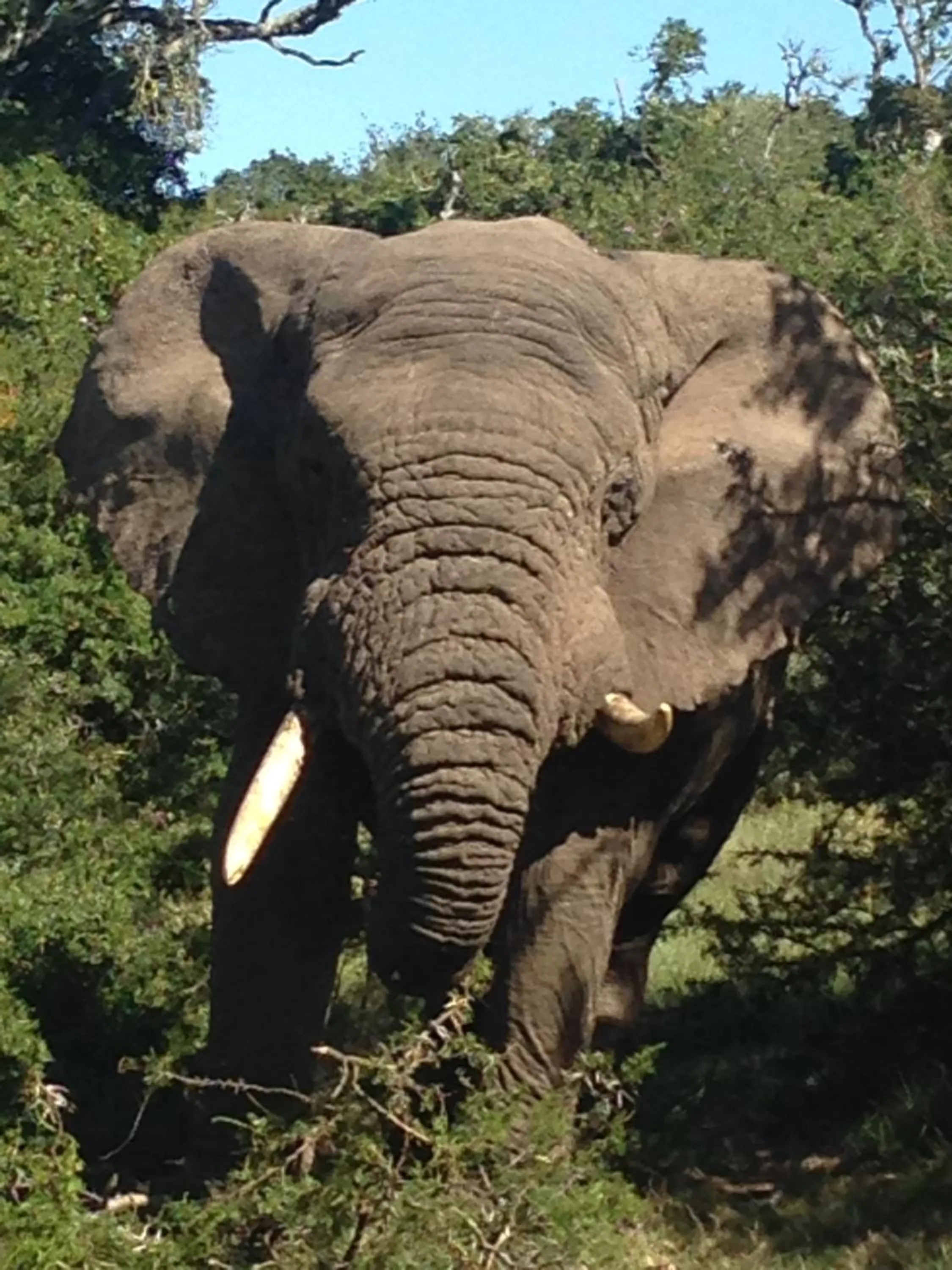 Animals in Hopewell Private Game Reserve