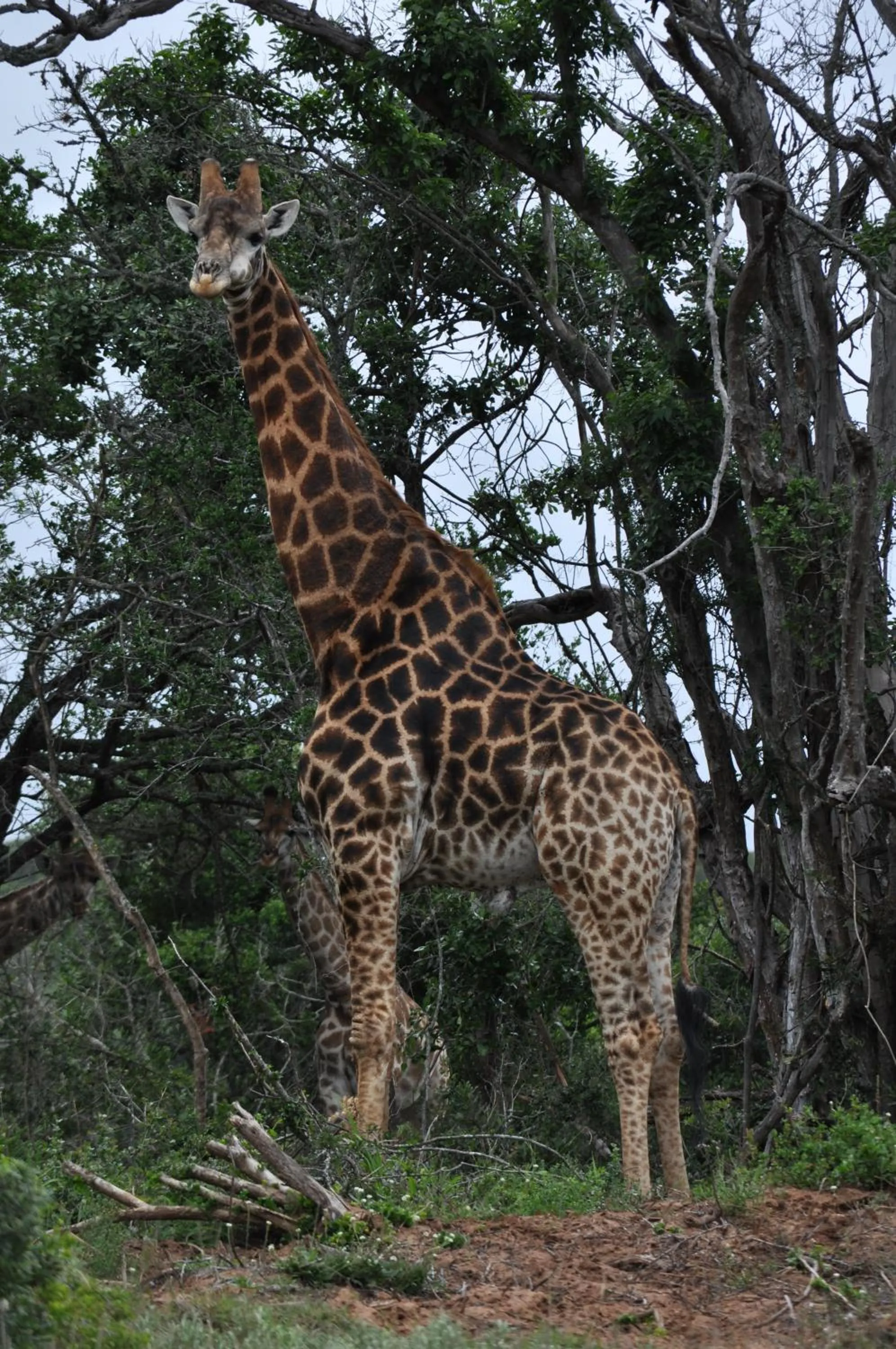 Animals in Hopewell Private Game Reserve