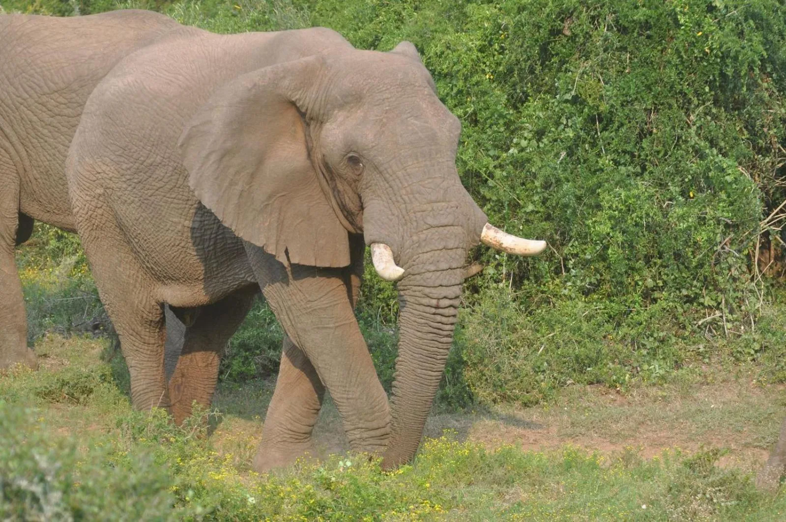 Hopewell Private Game Reserve