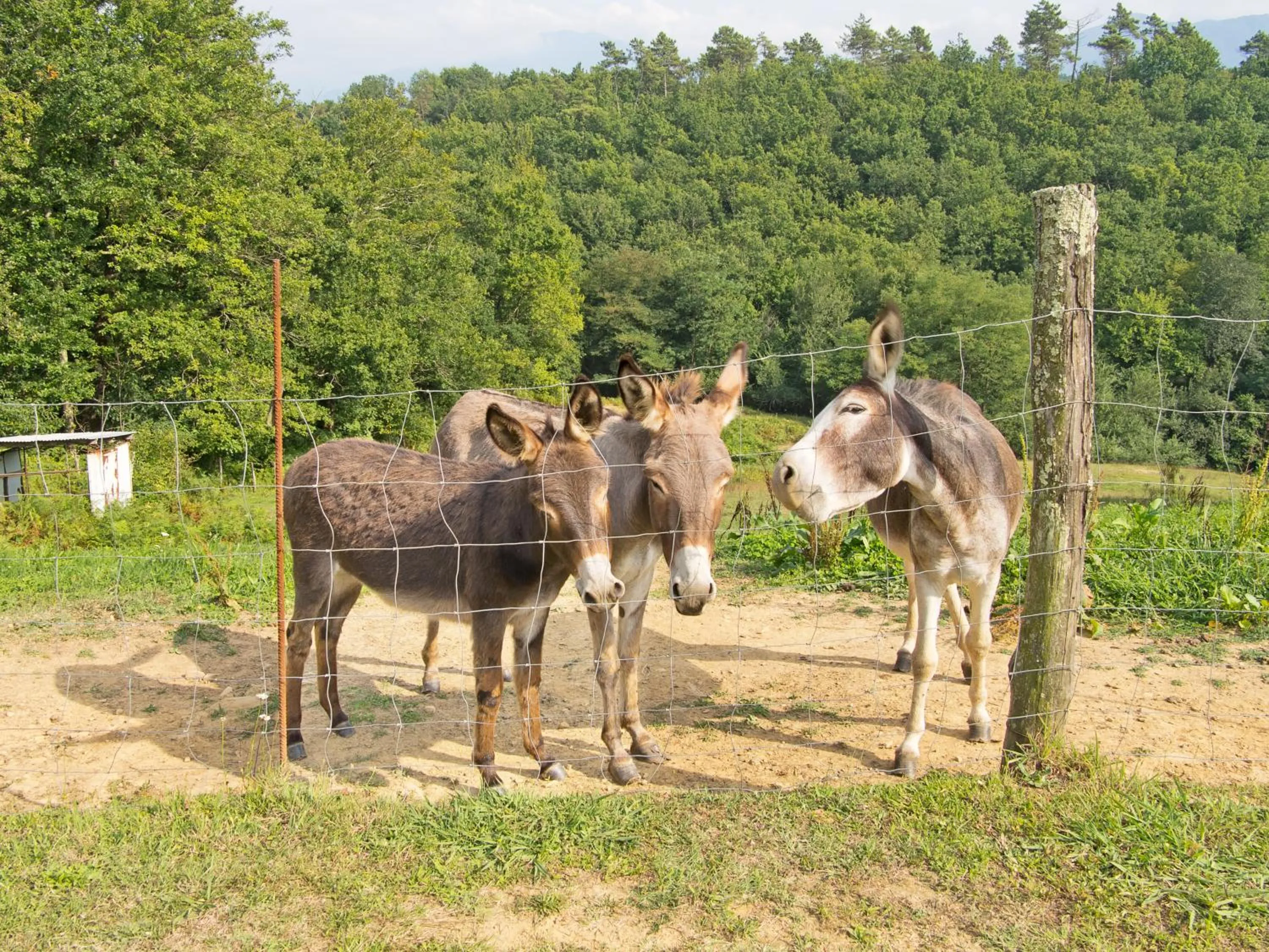 Agriturismo La Selva
