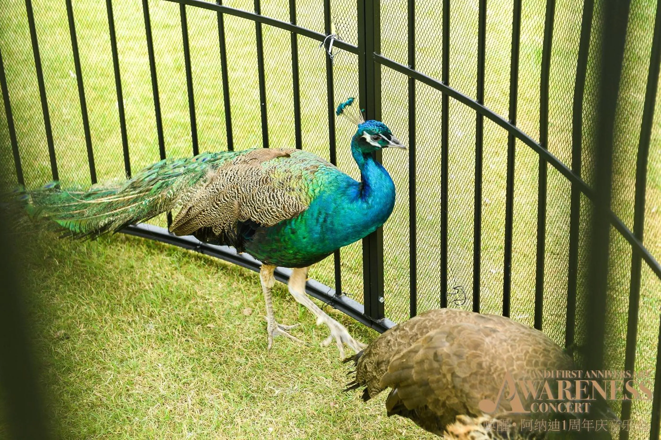 The Anandi Hotel and SPA - Luxury Healing Hotel for Wellbeing