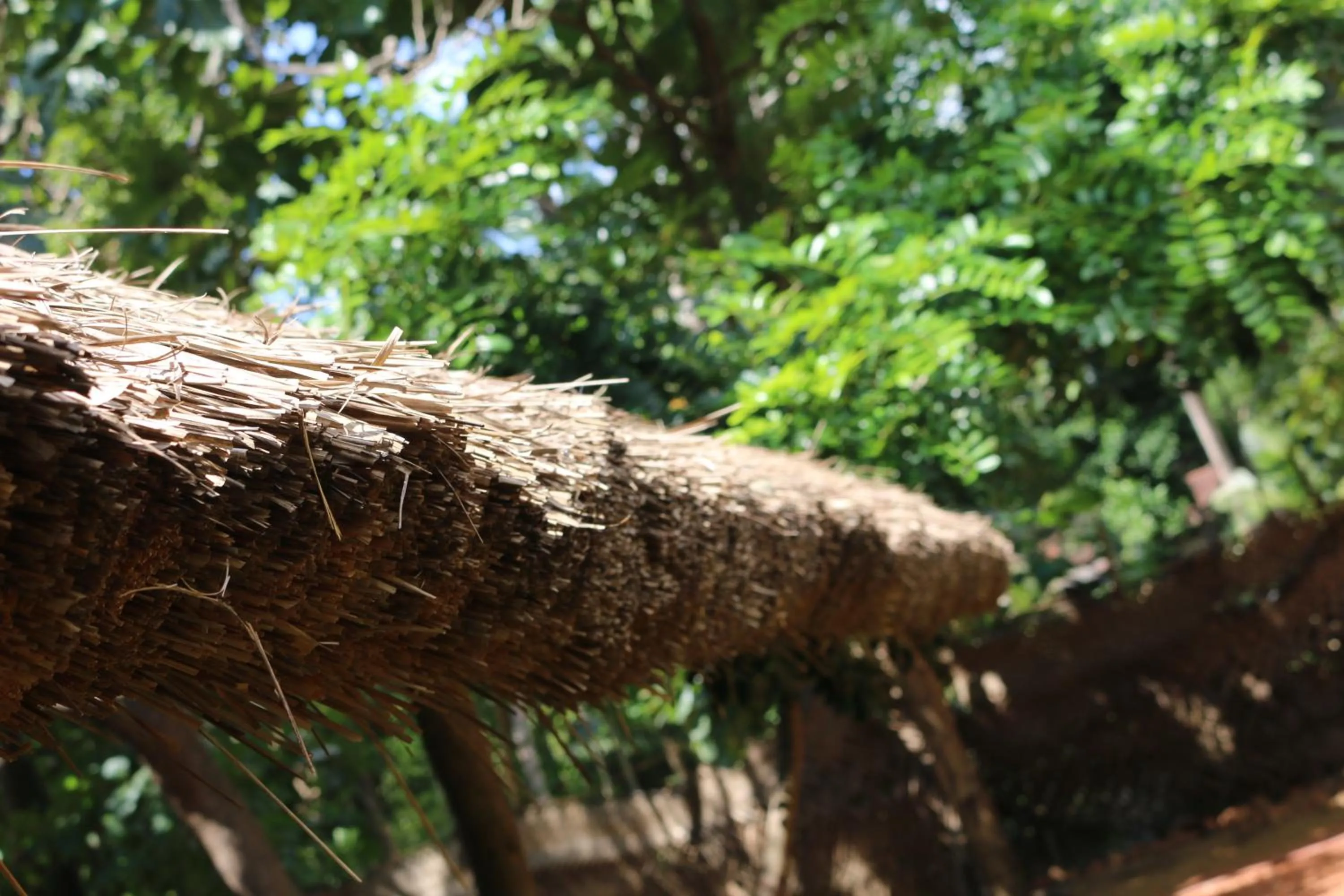 Garden view in Ama Villa