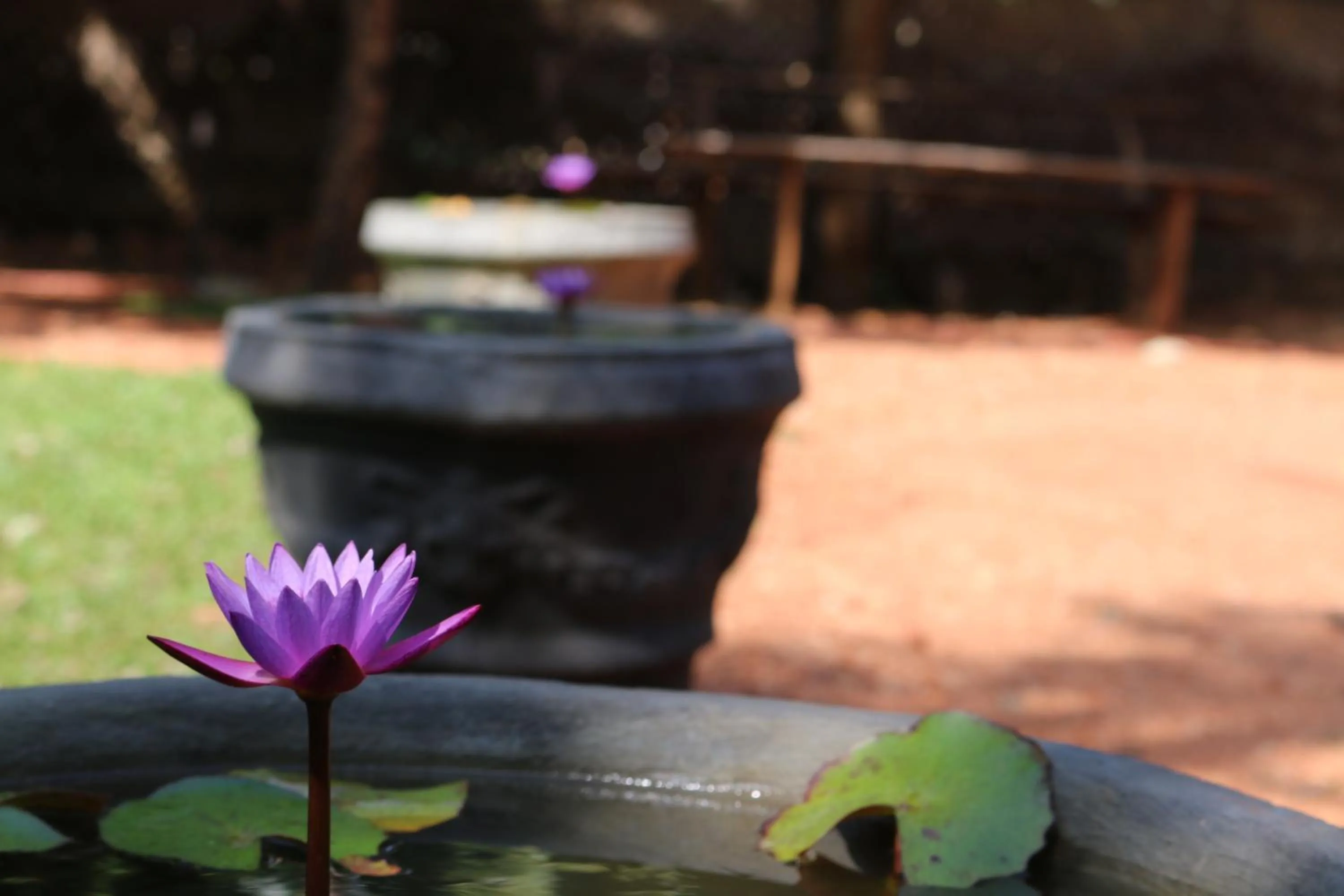 Garden view in Ama Villa