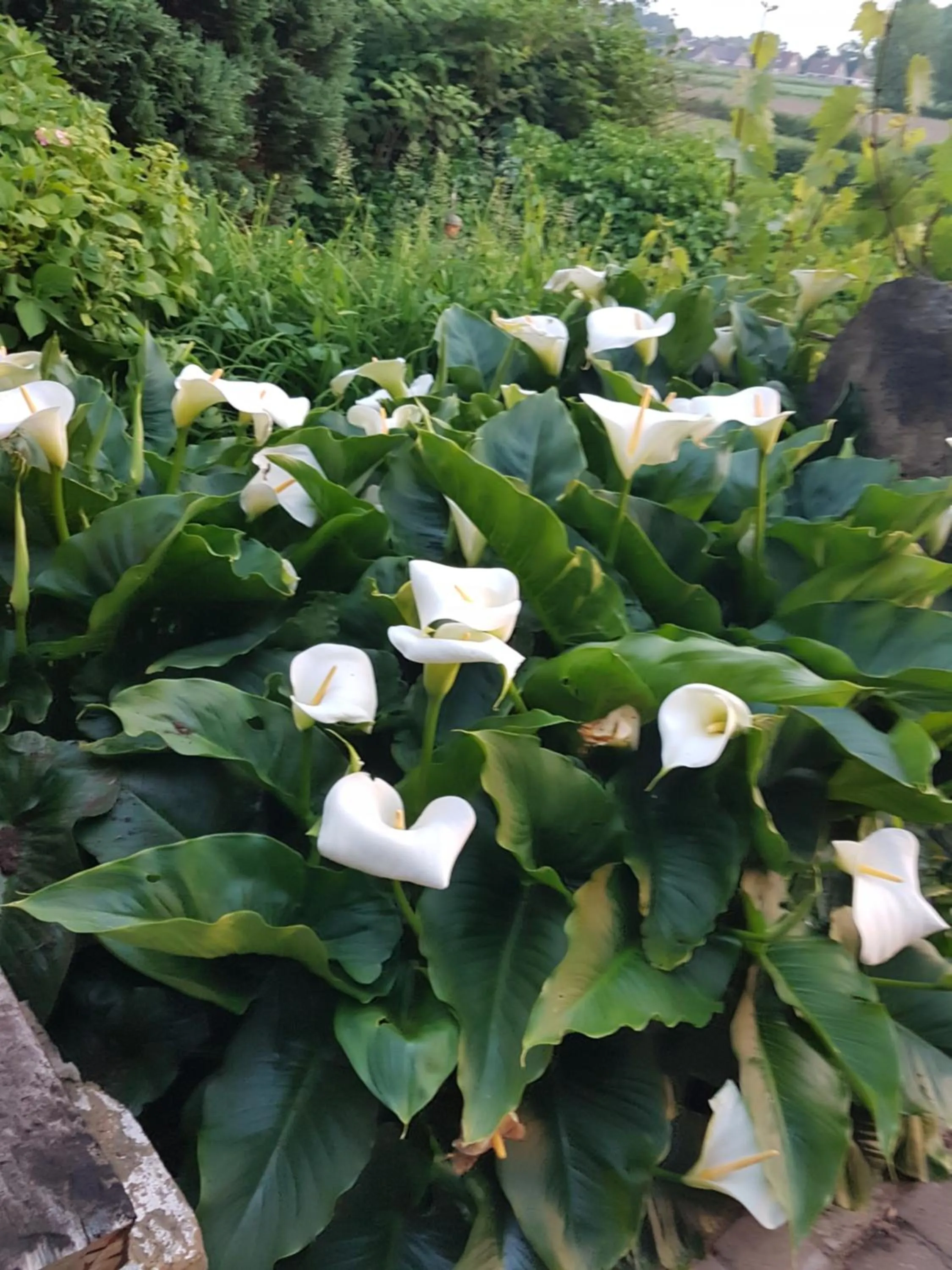 Garden view in Hotel De Stokerij