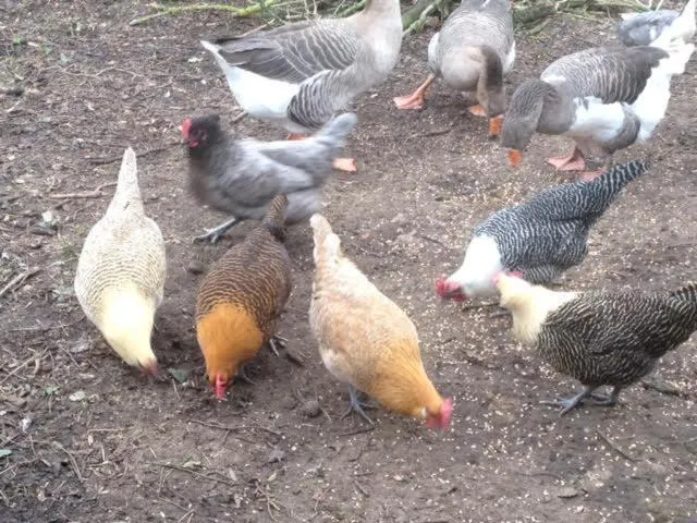 Garden in La Roseraie