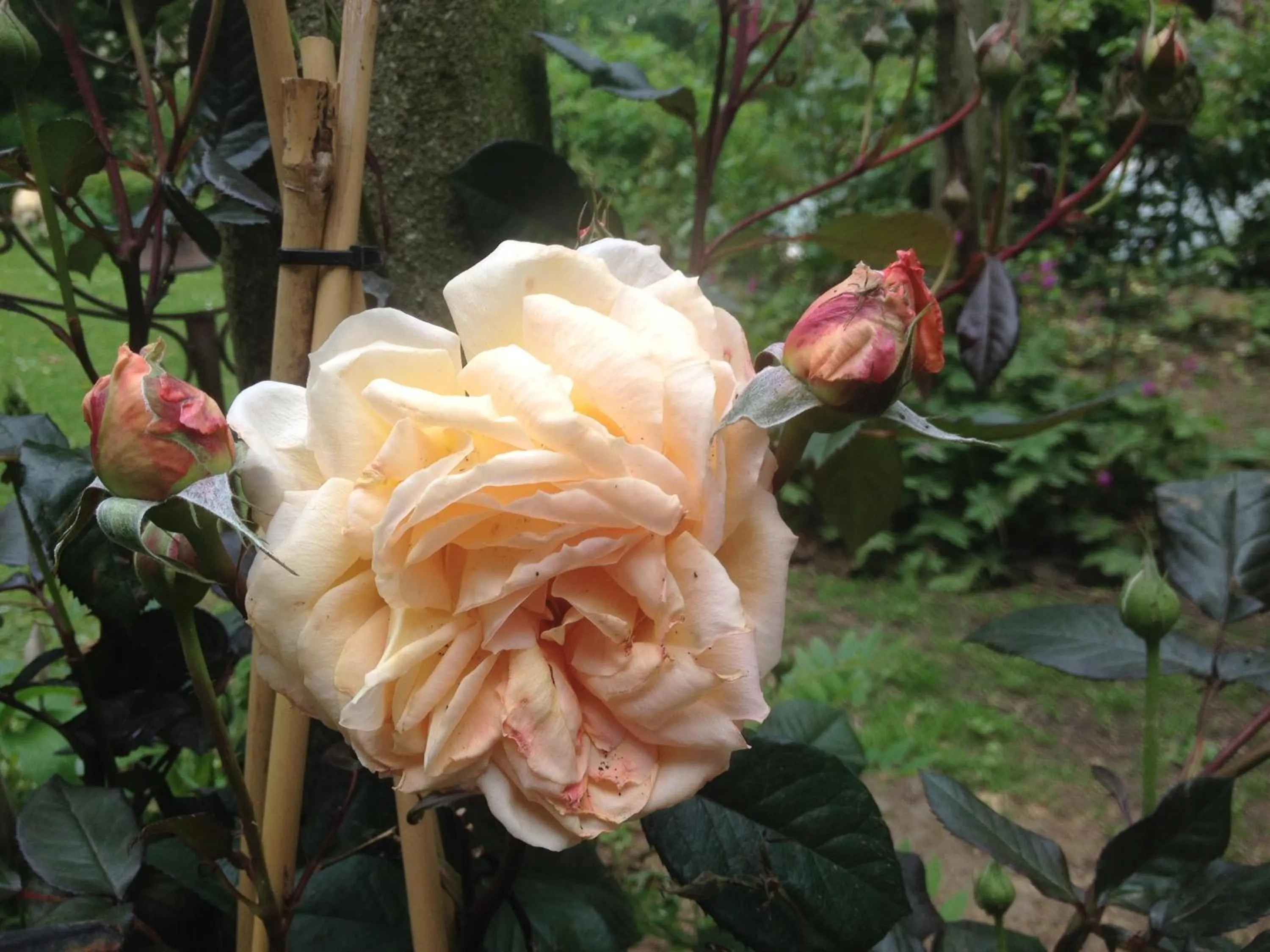 Spring in La Roseraie