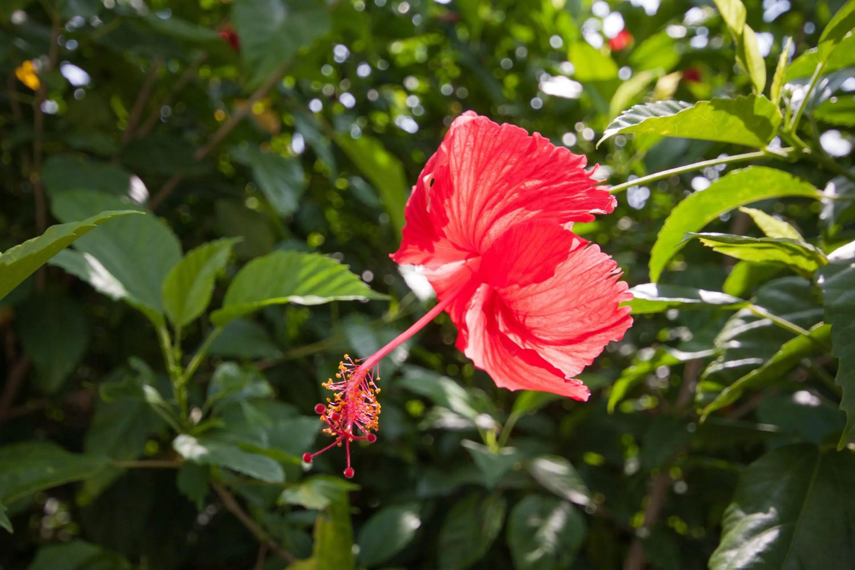 Natural landscape in Sally's Home