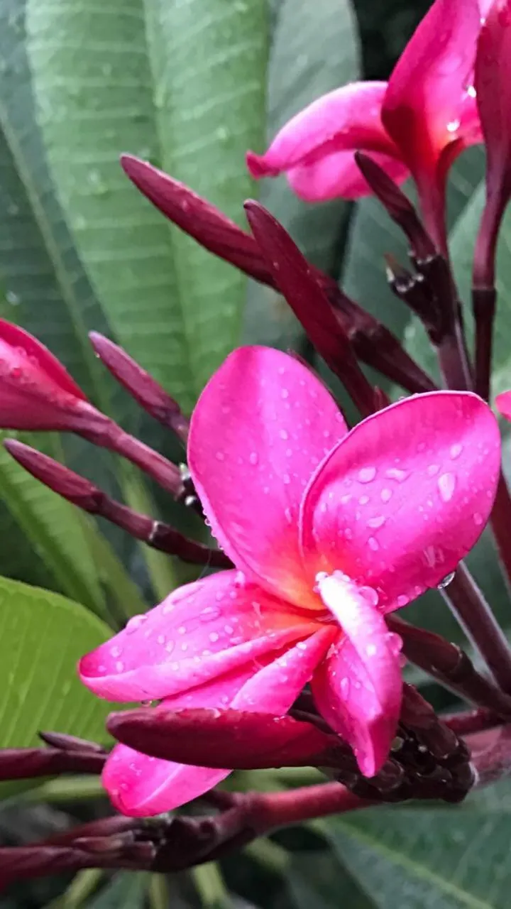 Barra Holiday Apartamentos