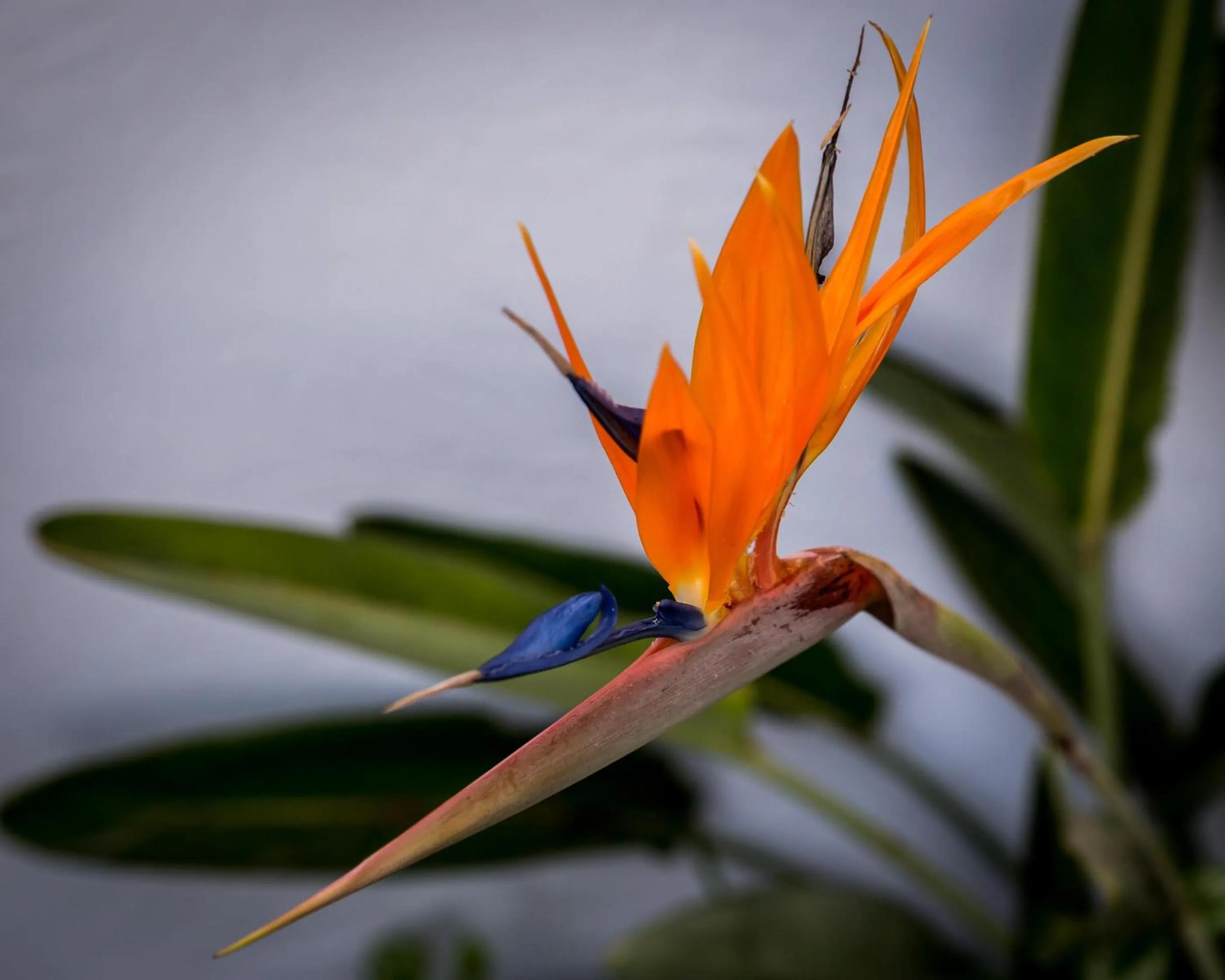 Garden in Hudson House
