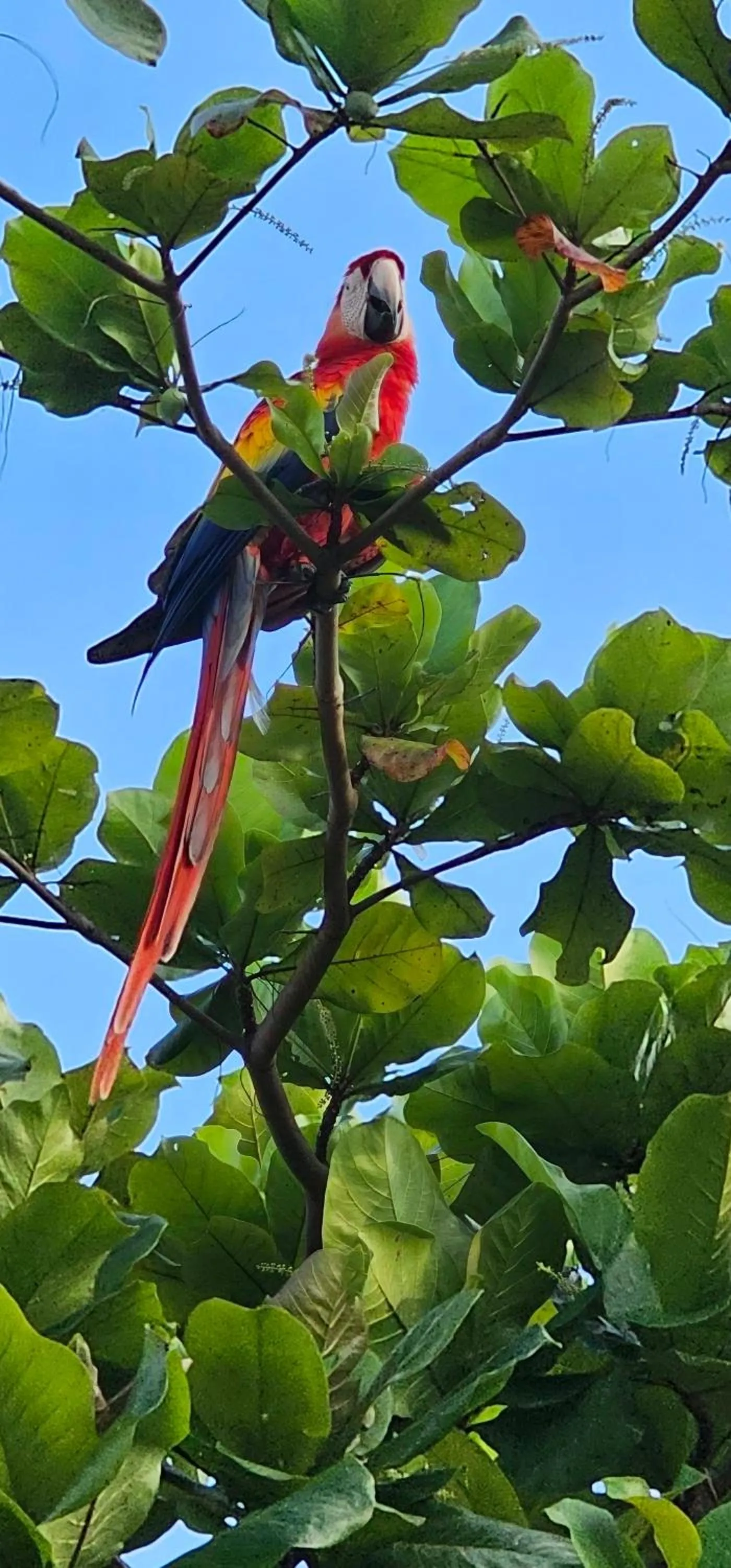 Garden view in Wide Mouth Frog Quepos