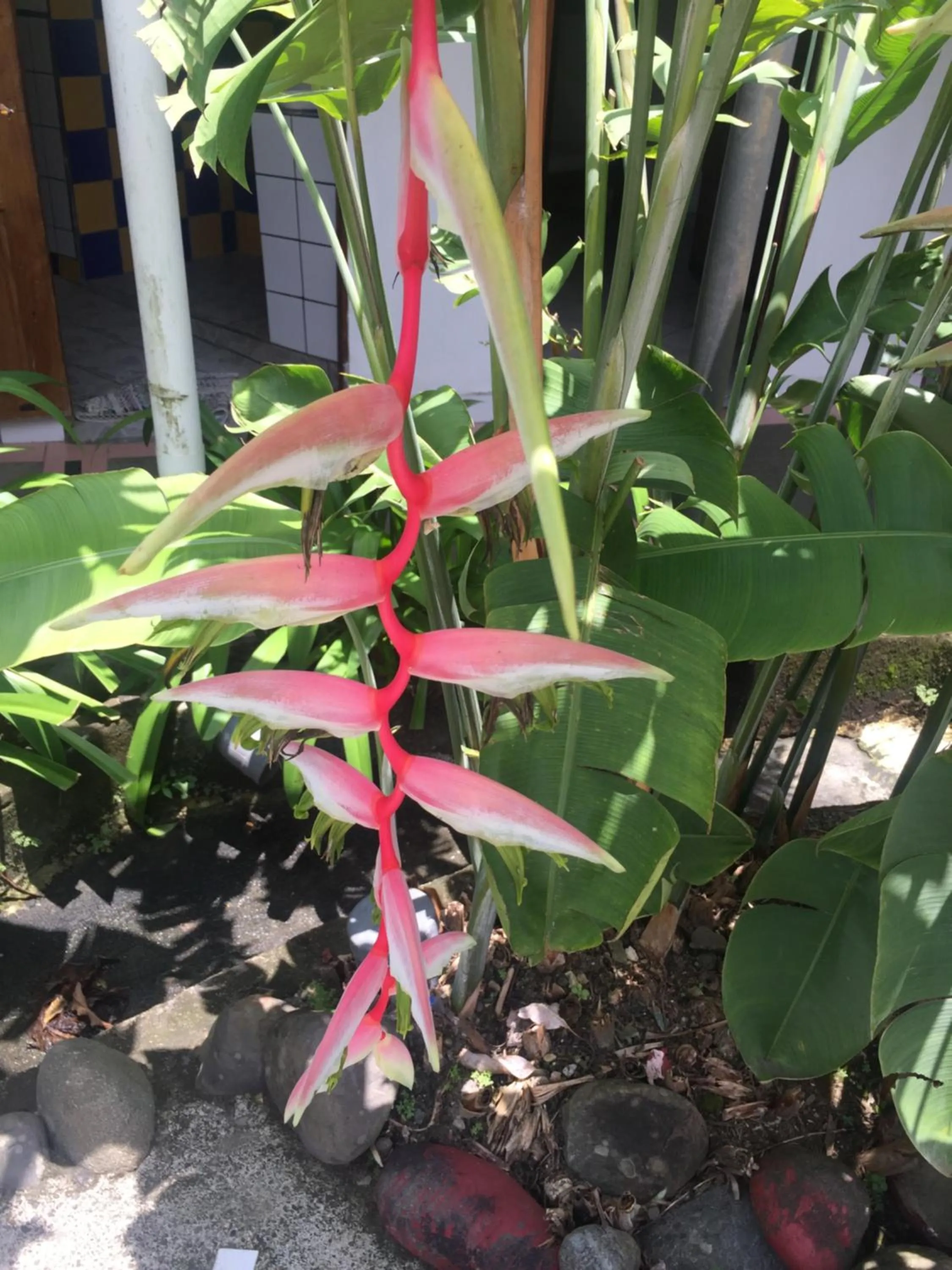 Garden in Wide Mouth Frog Quepos