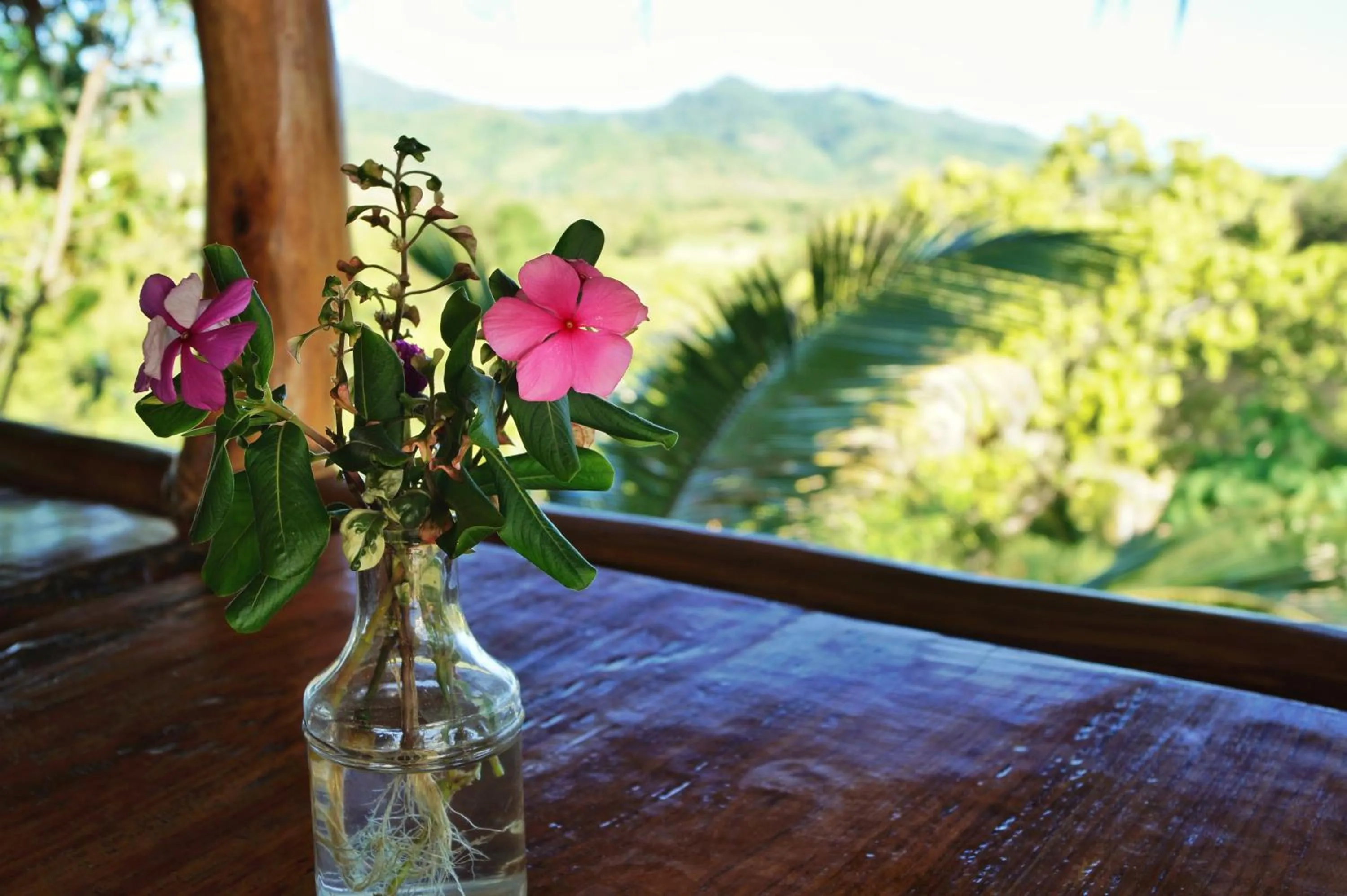 Restaurant/places to eat in Erlittop Garden Eco Lodge