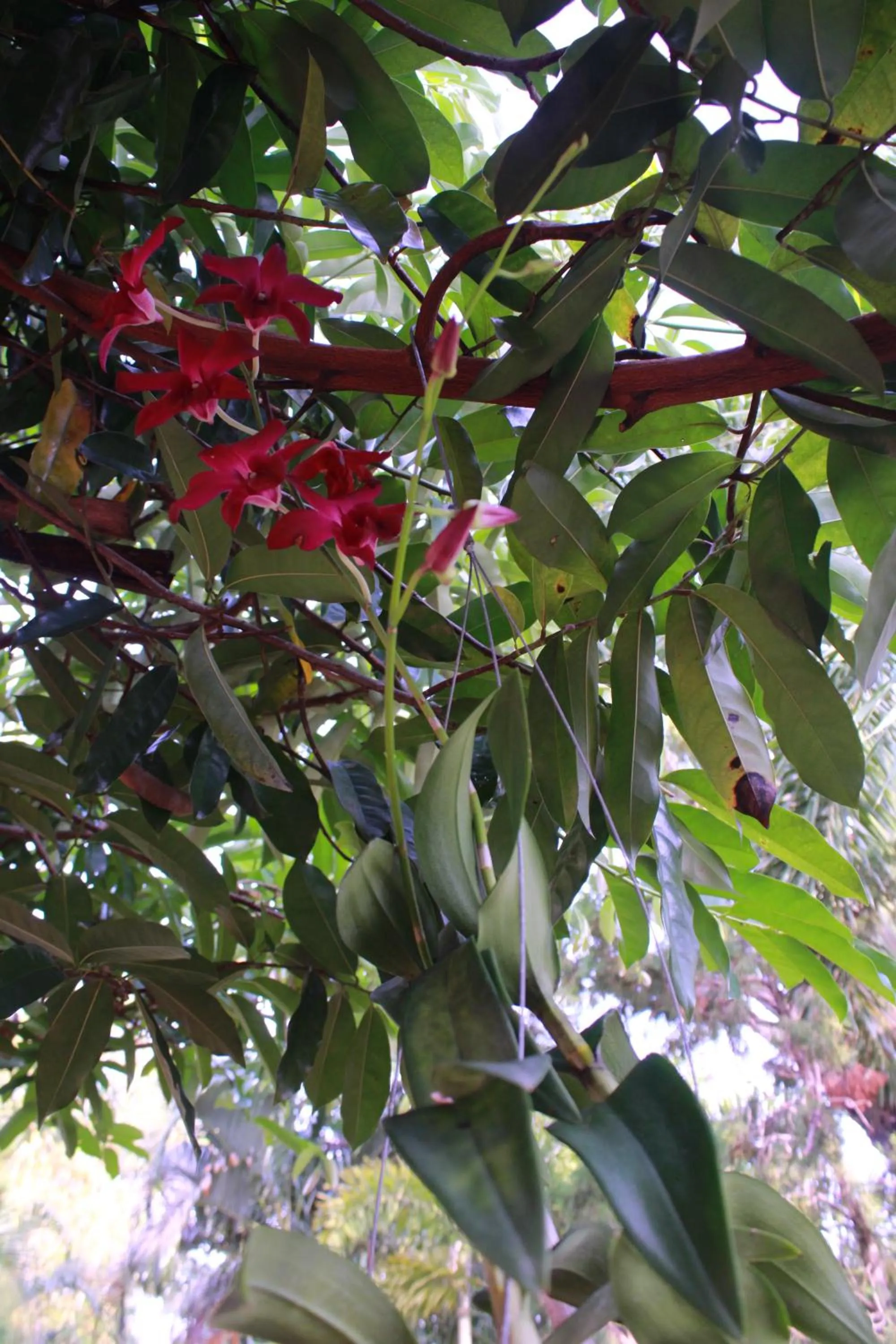 Natural landscape in Lanta Queen Resort