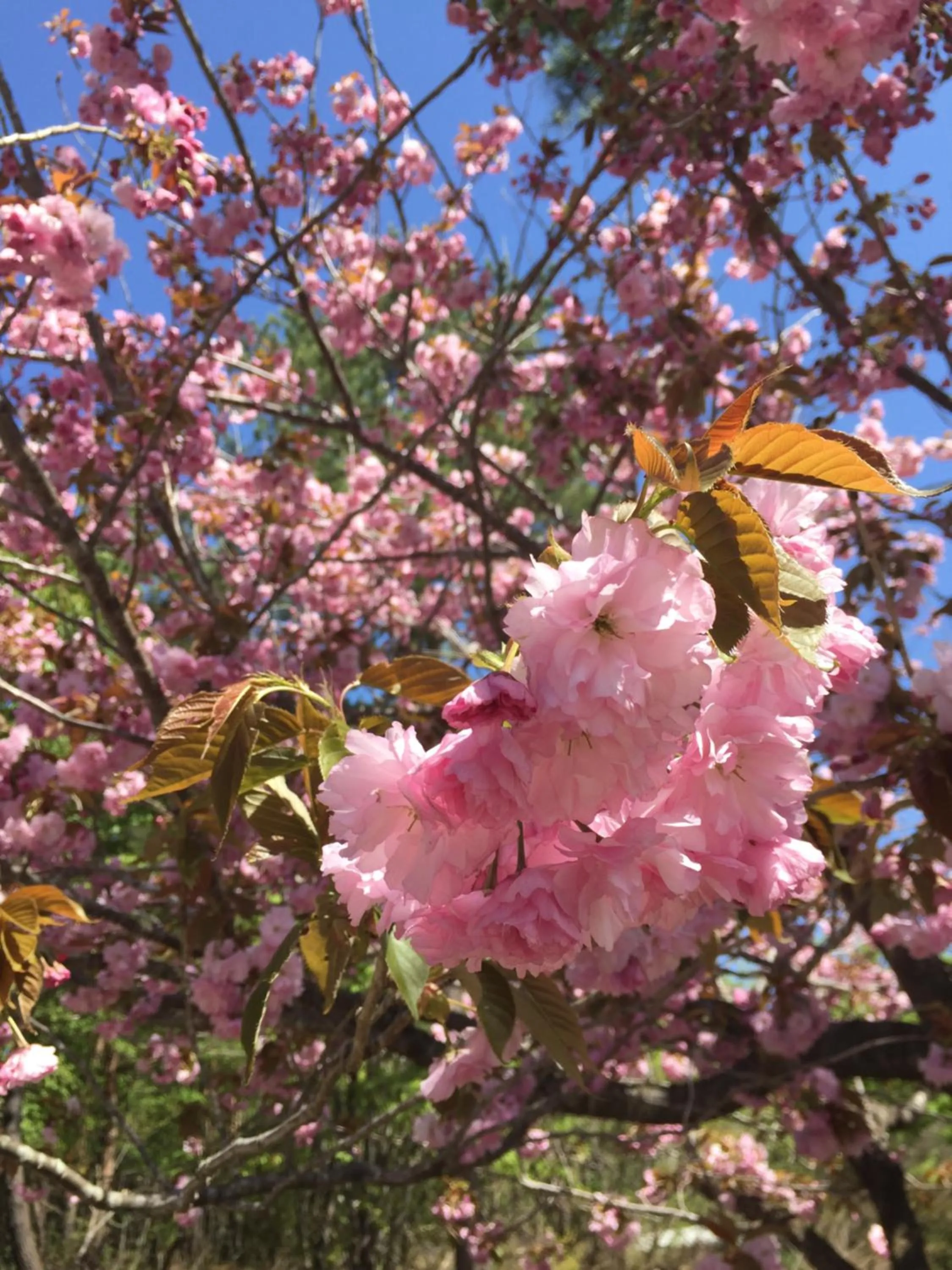 On site in il Regalo イルレガーロ